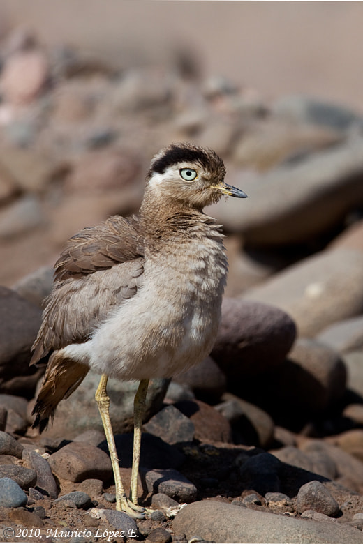 Canon EF 600mm F4L IS USM sample photo. Chorlo cabezon photography