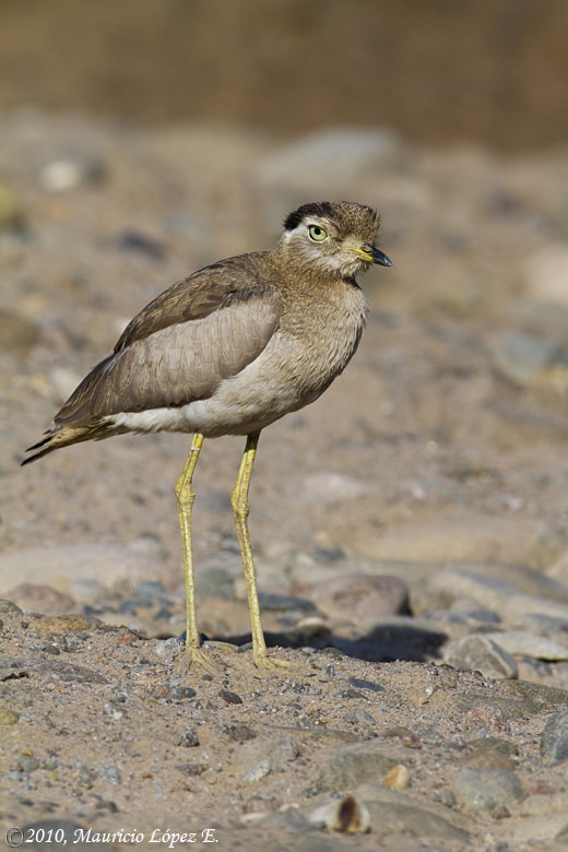 Canon EF 600mm F4L IS USM sample photo. Chorlo cabezon photography