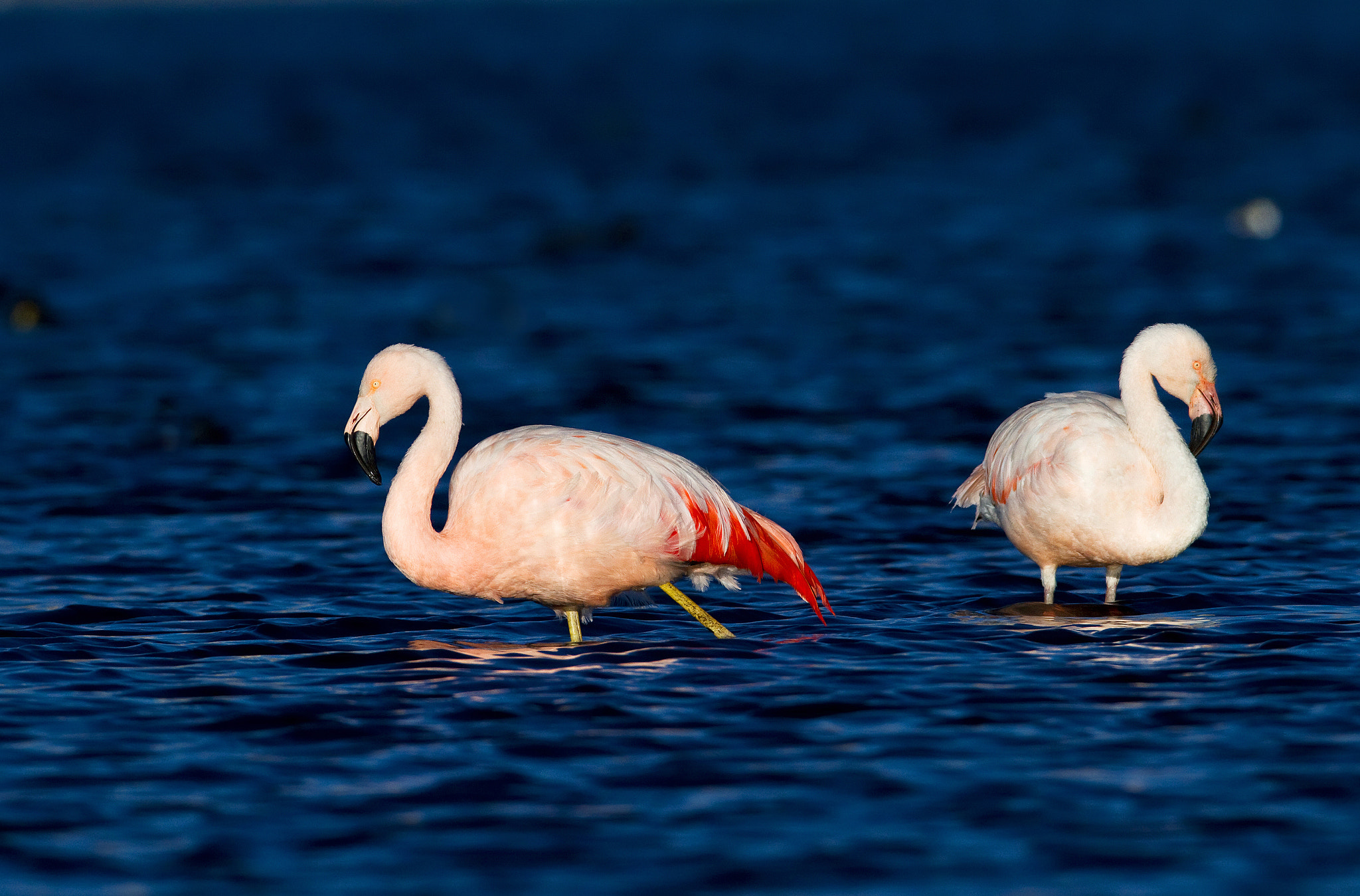 Canon EF 600mm F4L IS USM sample photo. Flamenco chileno photography