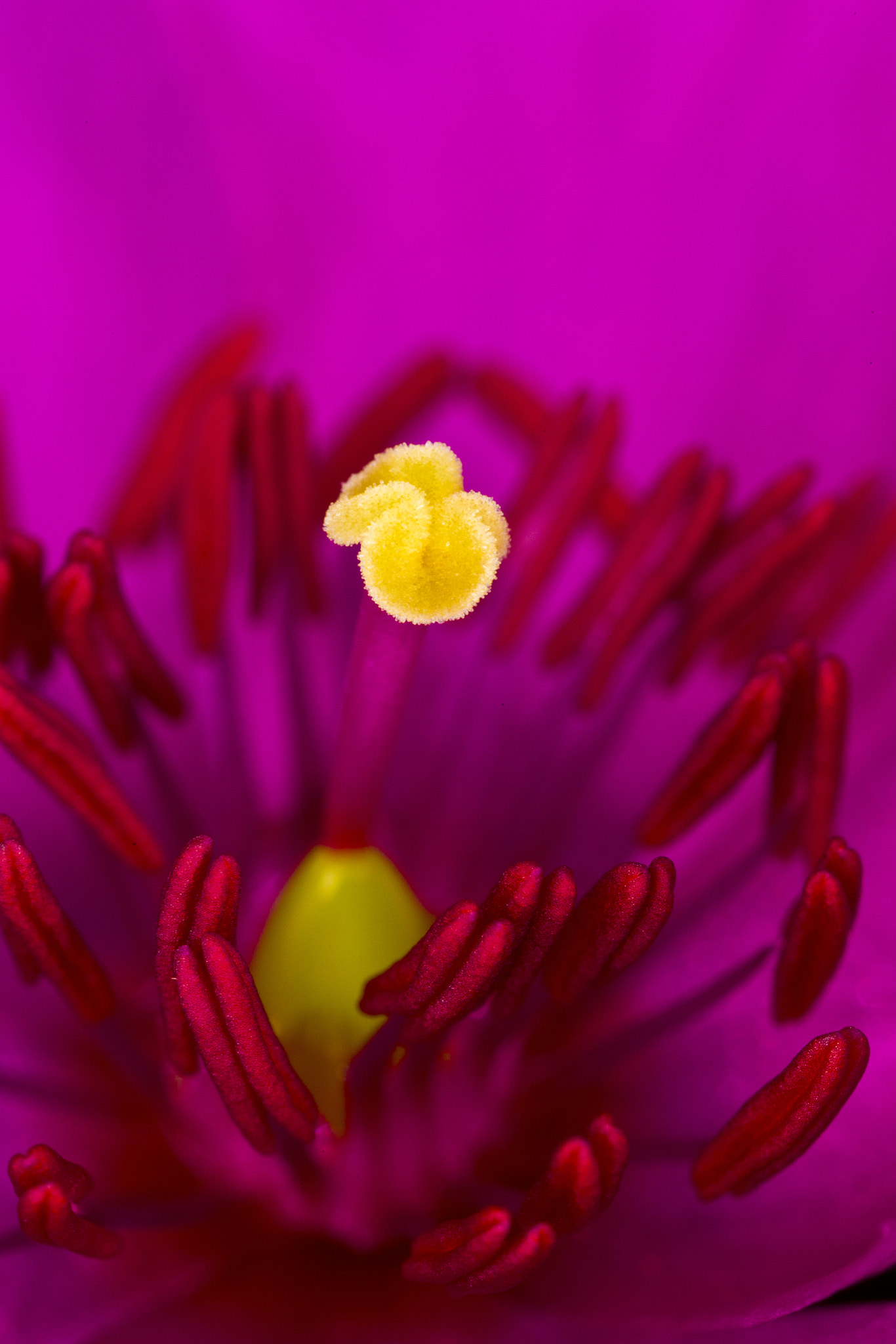 Canon MP-E 65mm F2.5 1-5x Macro Photo sample photo. Flores desierto florido photography