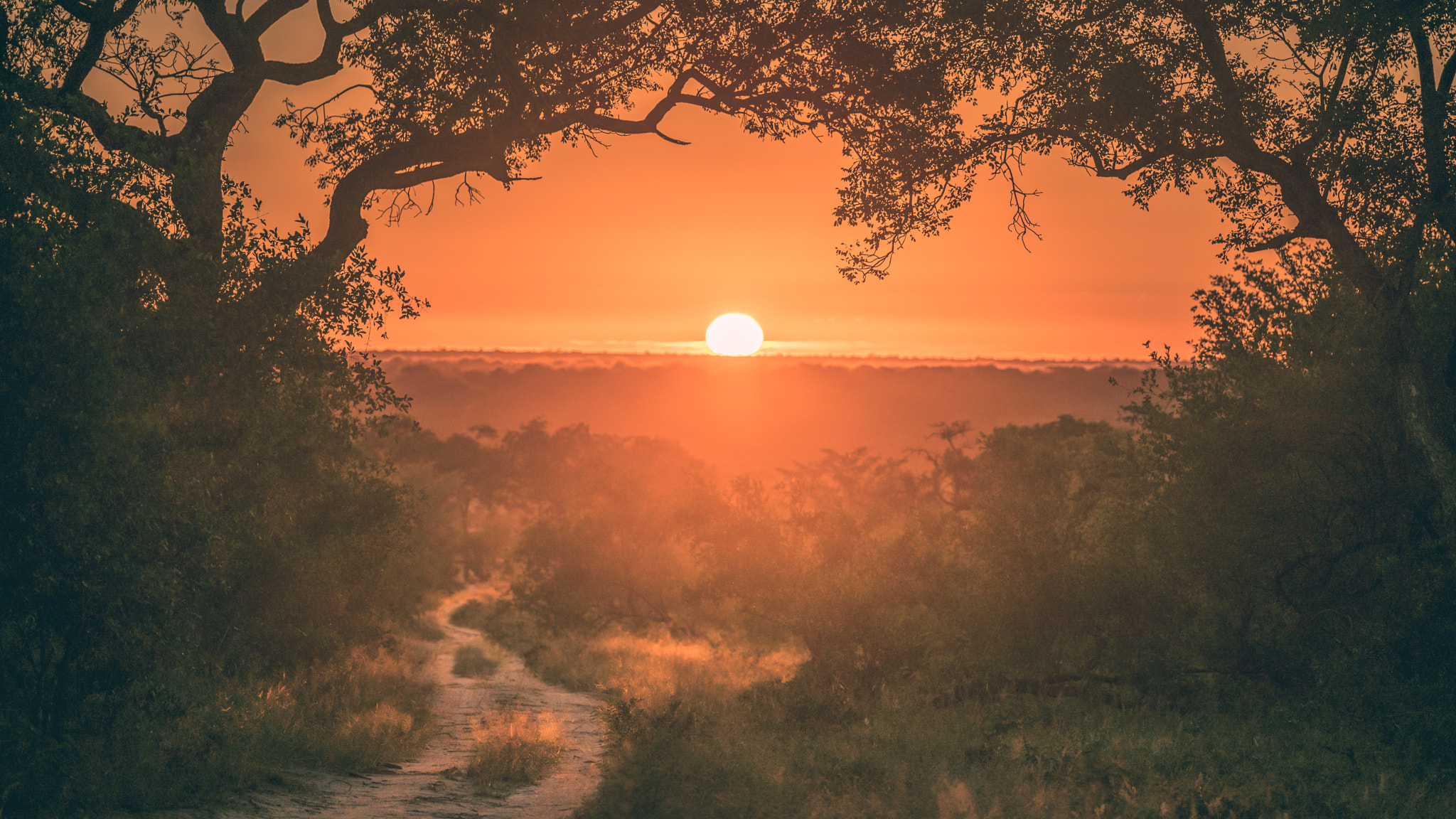 70-200mm F2.8 OSS sample photo. Sunrise in sabi sands game reserve photography