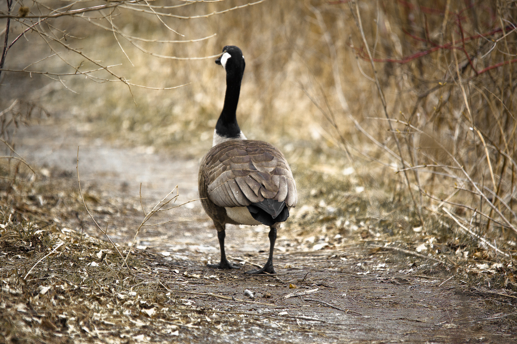 Sigma 150-500mm F5-6.3 DG OS HSM sample photo. On guard photography