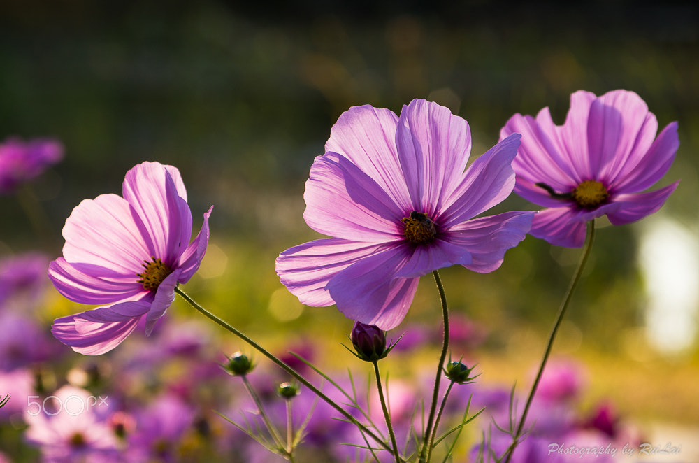 Pentax K-30 + Pentax smc DA 50-200mm F4-5.6 ED sample photo. Gesang flower photography