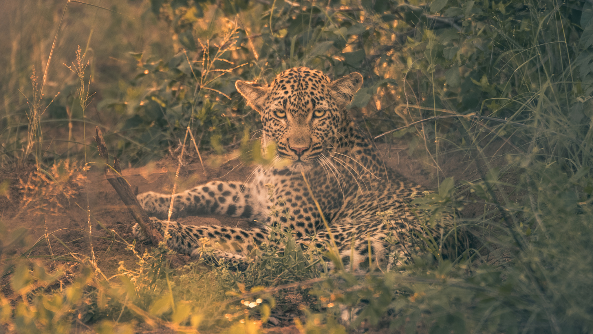 70-200mm F2.8 OSS sample photo. Leopard at sabie sands photography