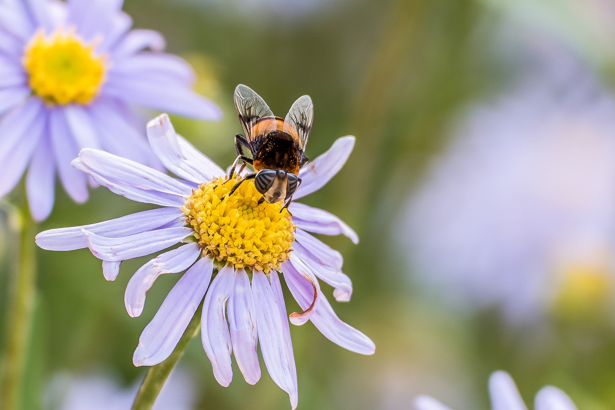 NX 50-150mm F2.8 S sample photo. Bees?? photography