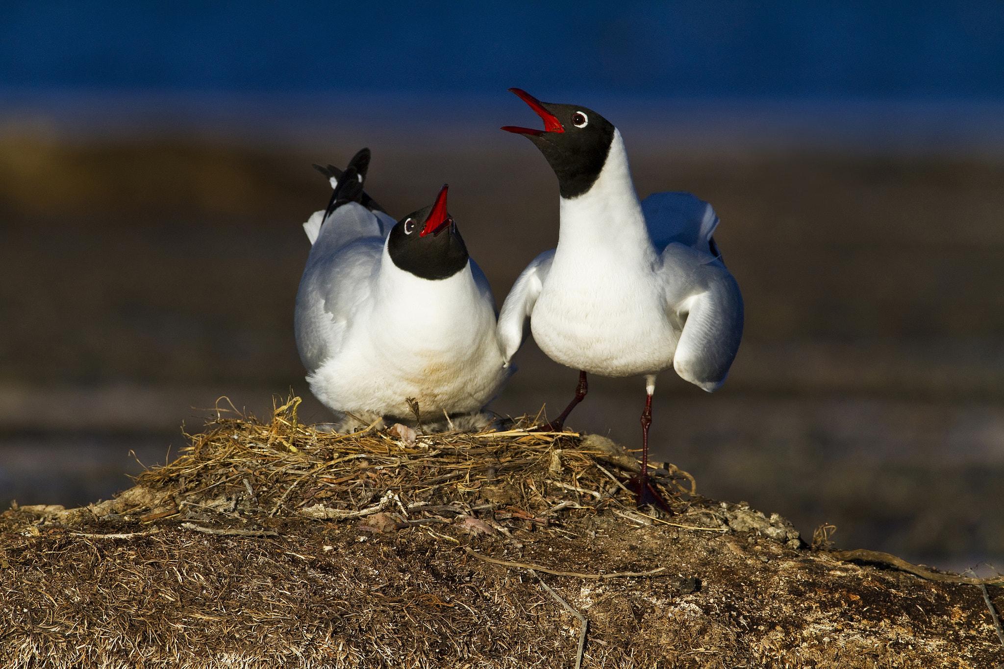 Canon EF 600mm F4L IS USM sample photo. Gaviota andina photography