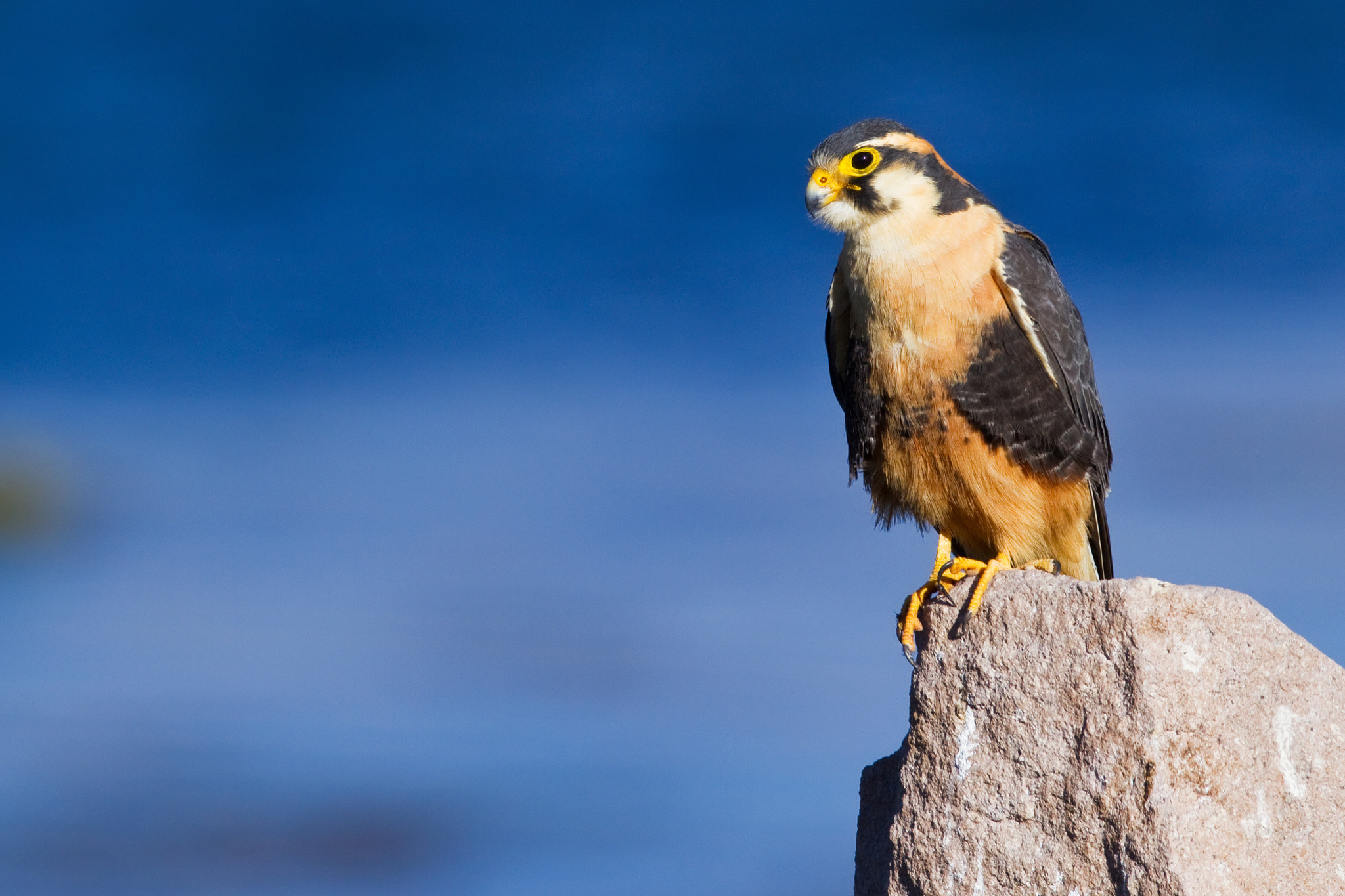 Canon EF 600mm F4L IS USM sample photo. Halcon perdiguero photography