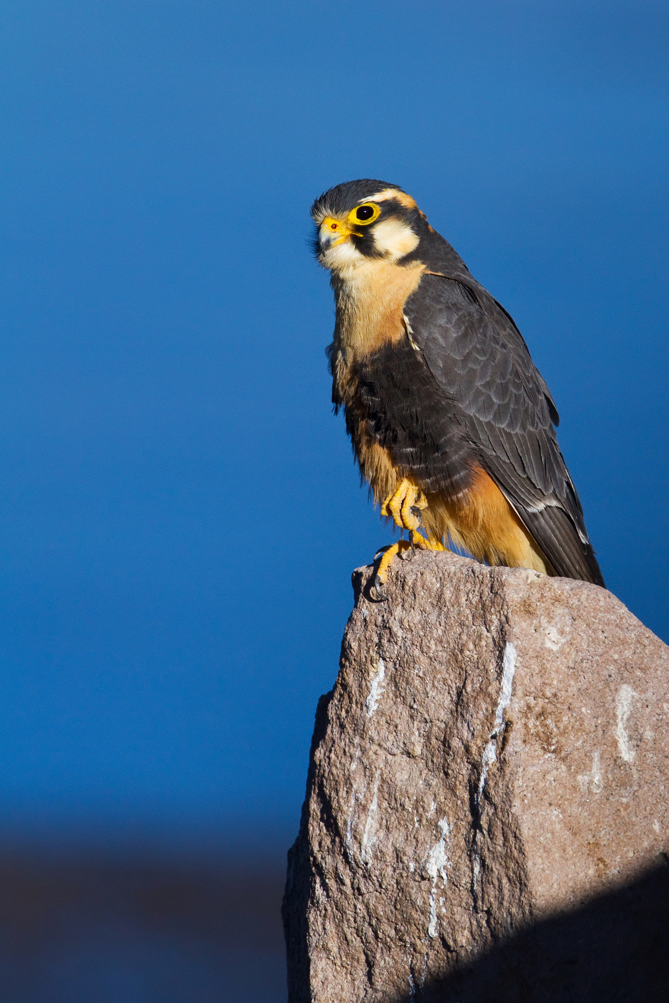 Canon EF 600mm F4L IS USM sample photo. Halcon perdiguero photography