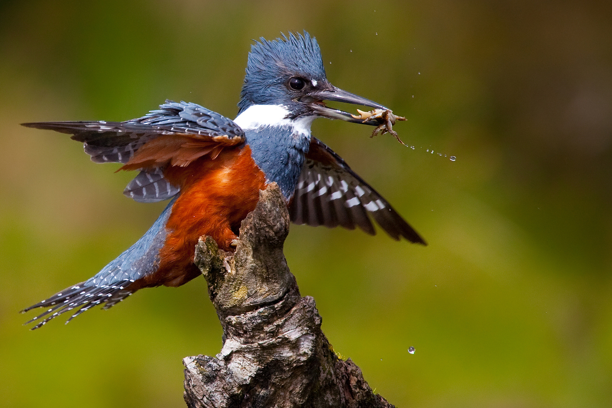 Canon EF 500mm F4L IS USM sample photo. Martin pescador photography