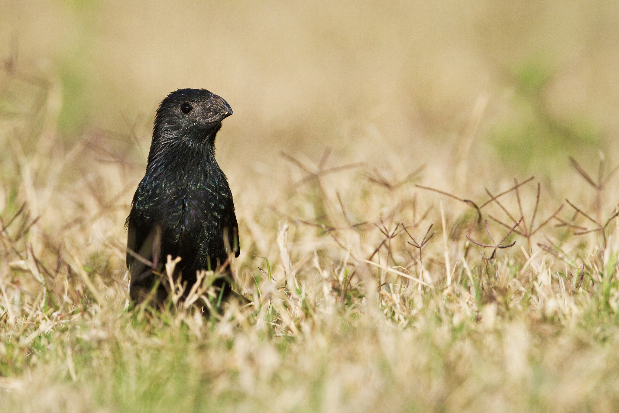 Canon EF 600mm F4L IS USM sample photo. Matacaballo photography