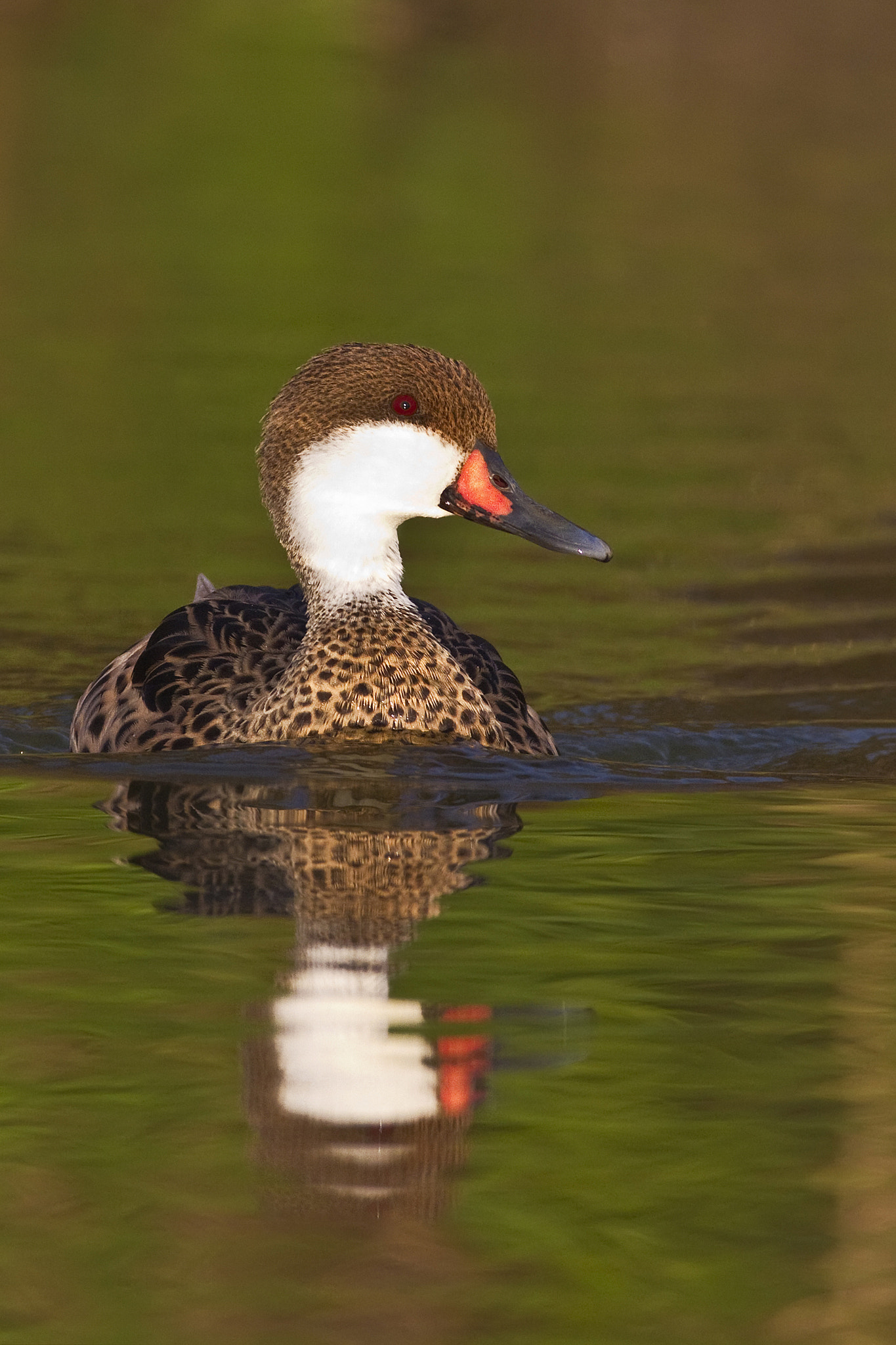 Canon EF 600mm f/4L IS sample photo. Pato gargantillo photography