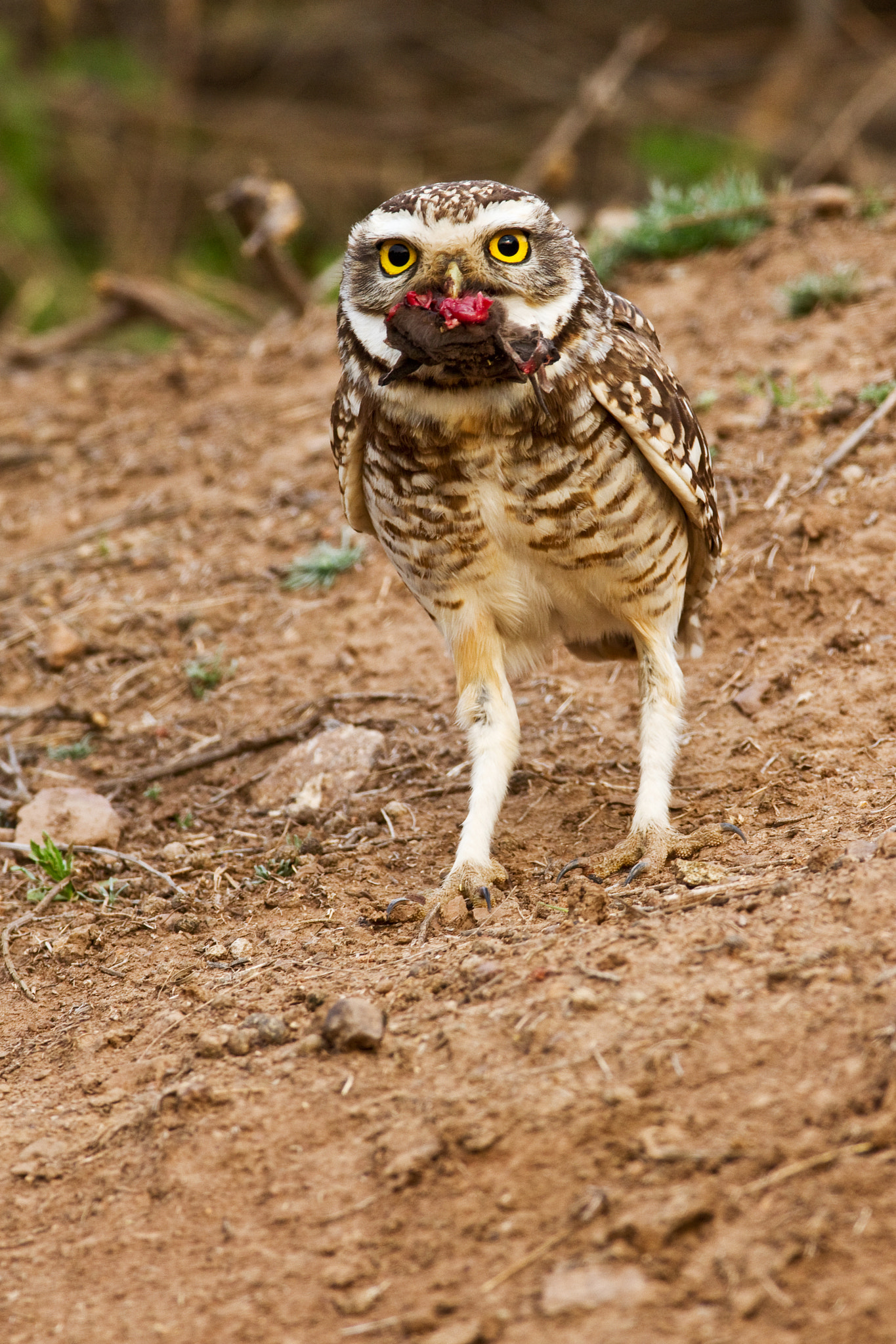 Canon EF 600mm F4L IS USM sample photo. Pequen photography