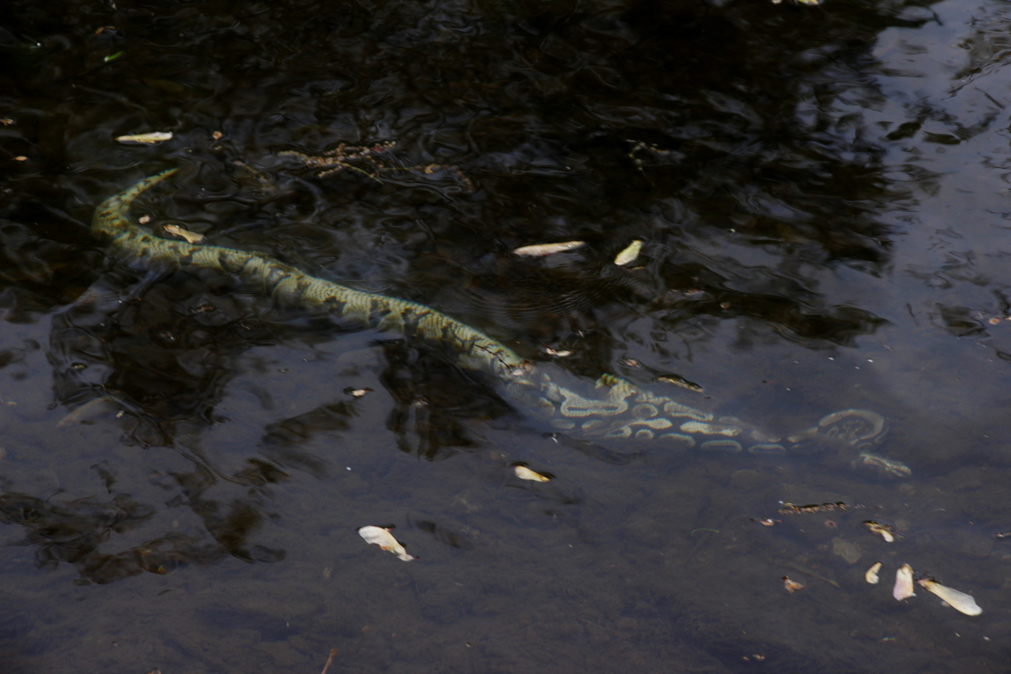 Canon EF-S 18-135mm F3.5-5.6 IS STM sample photo. Dead snake photography