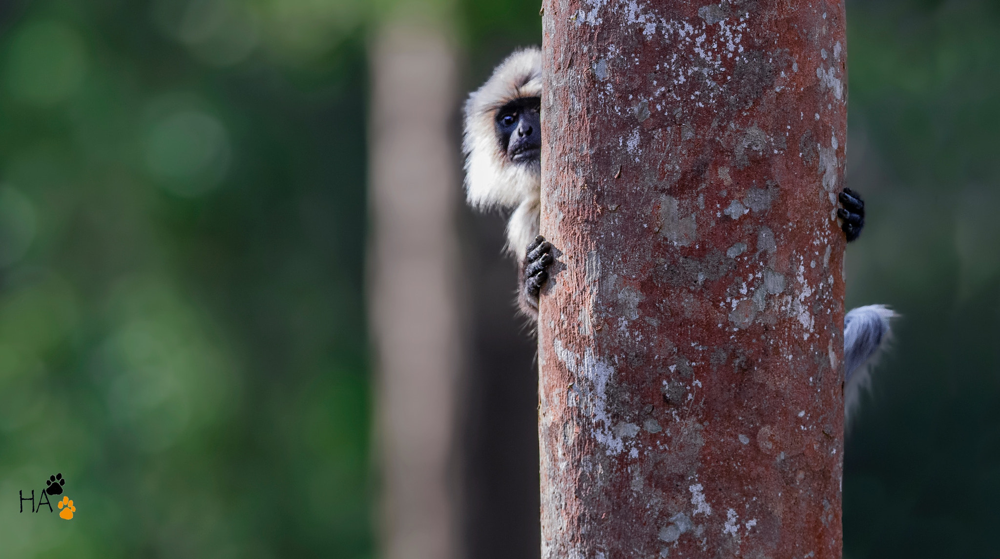 Canon EF 400mm F2.8L IS II USM sample photo. Langur photography