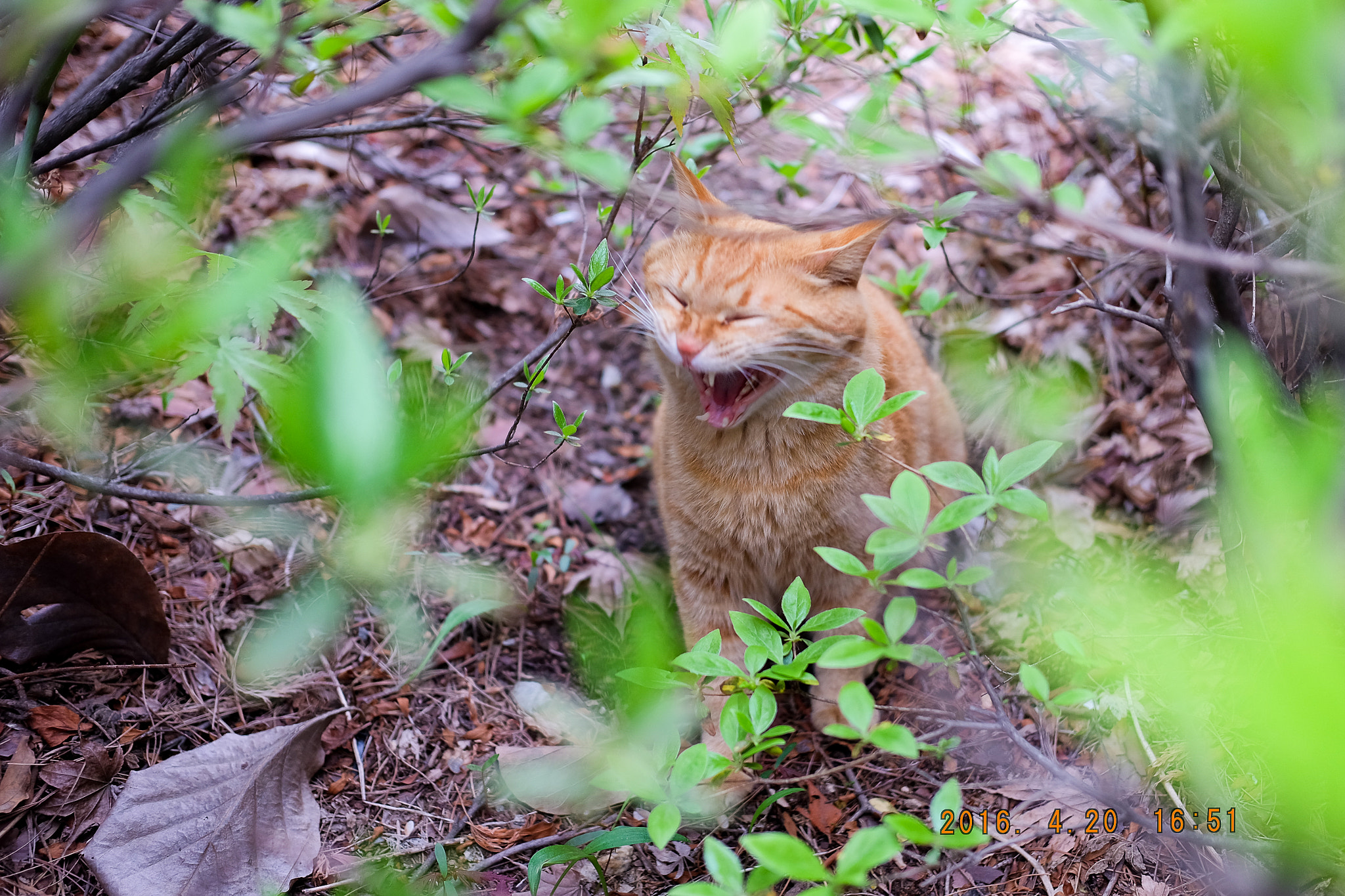 Fujifilm X-A2 + Fujifilm XF 35mm F2 R WR sample photo. Sleepy photography