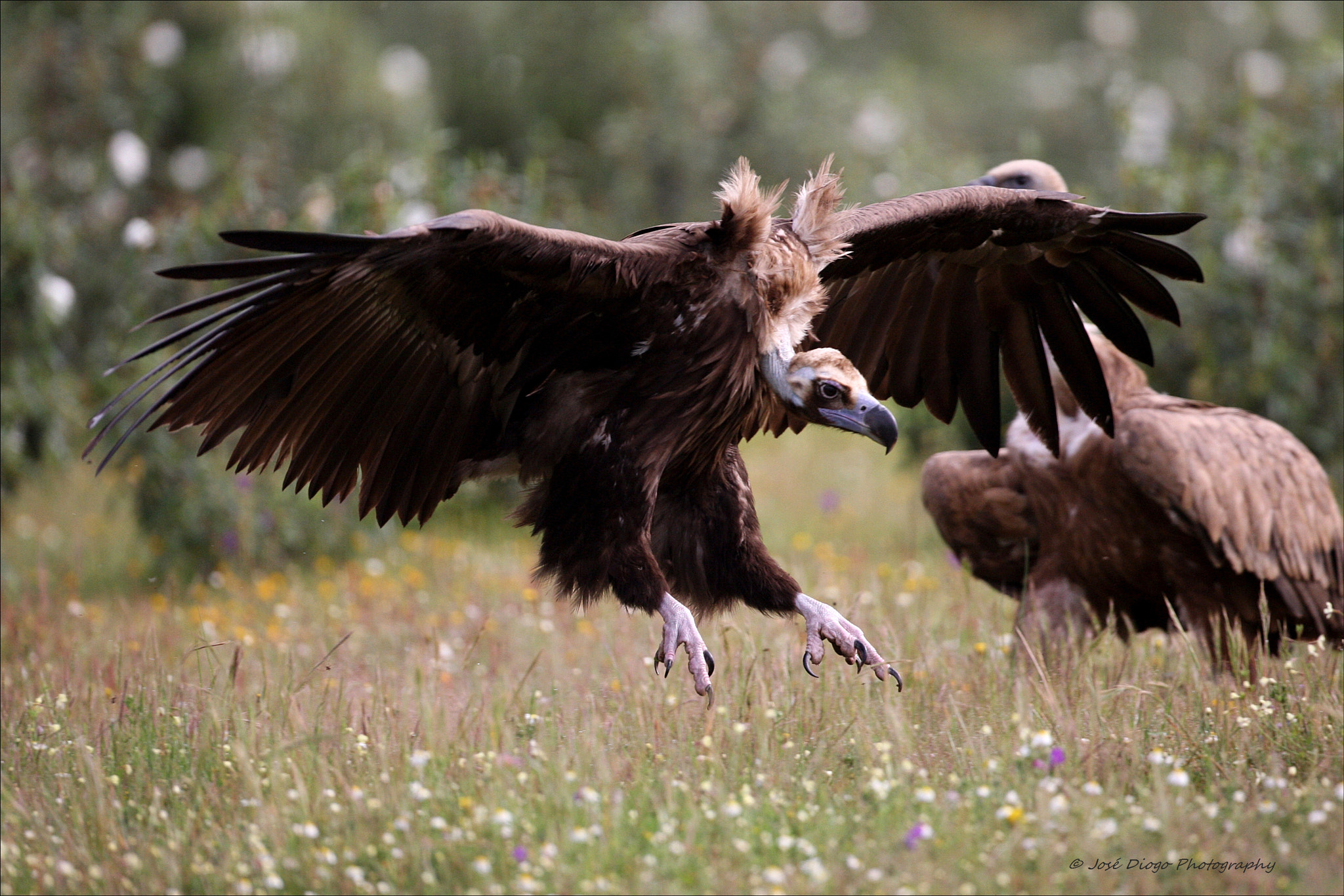Canon EF 500mm F4L IS USM sample photo. (aegypius monachus) photography