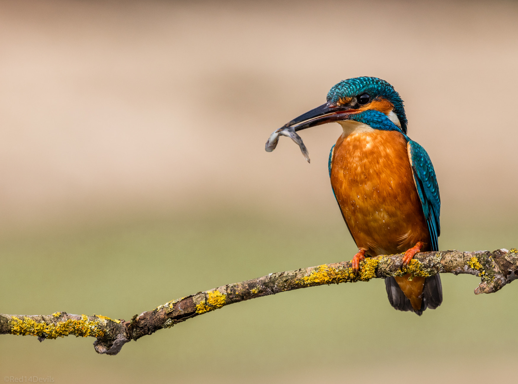 Canon EF 100-400mm F4.5-5.6L IS II USM sample photo. Kingfisher photography