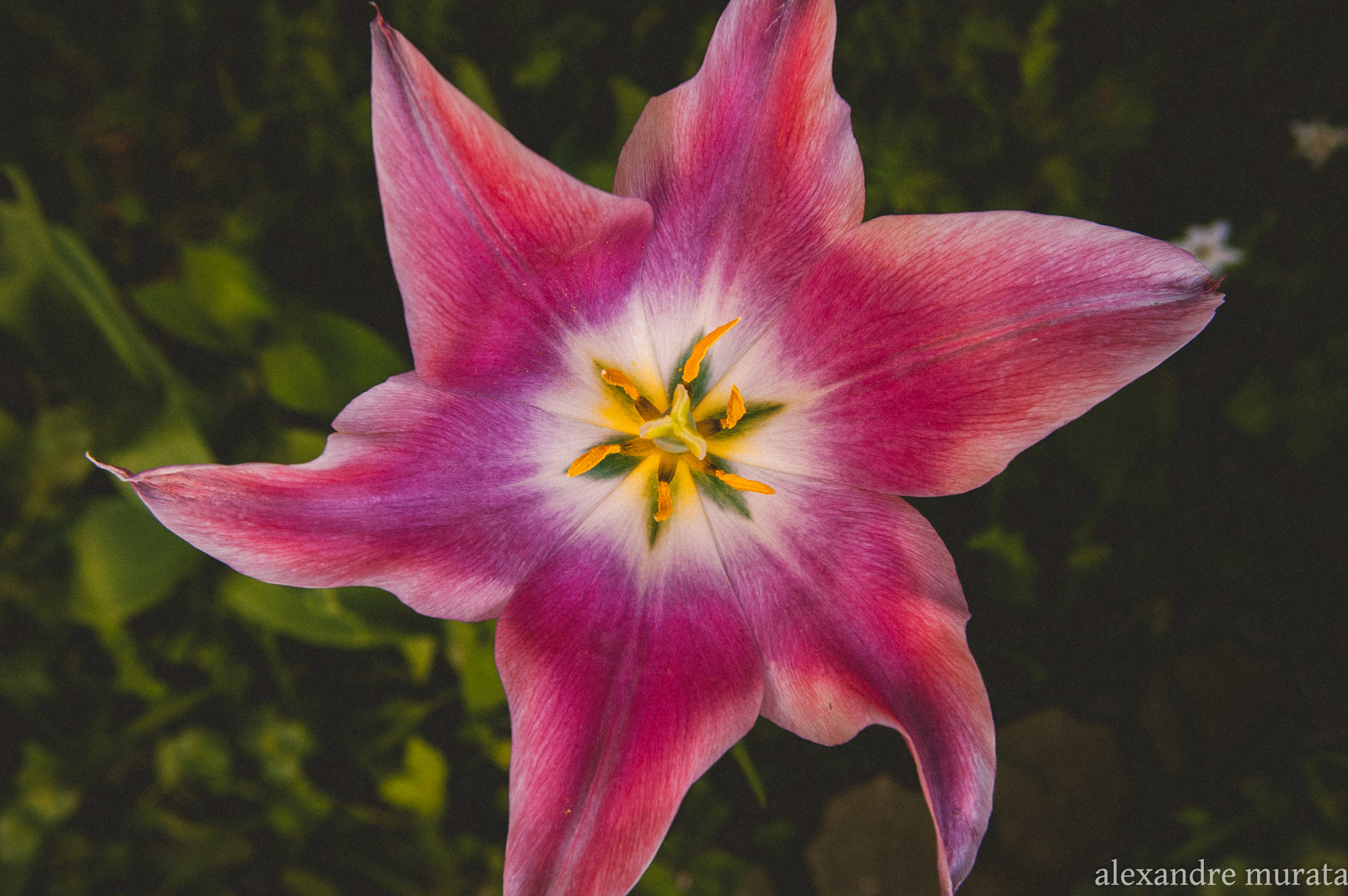 AF Zoom-Nikkor 28-80mm f/3.5-5.6D sample photo