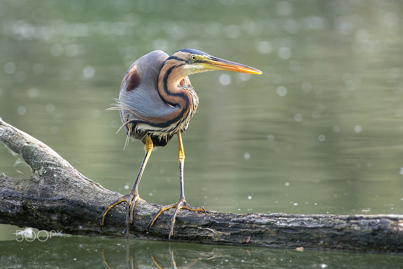 Sony a99 II + Minolta AF 400mm F4.5 HS-APO G sample photo. Ardea purpurea (airone rosso) photography