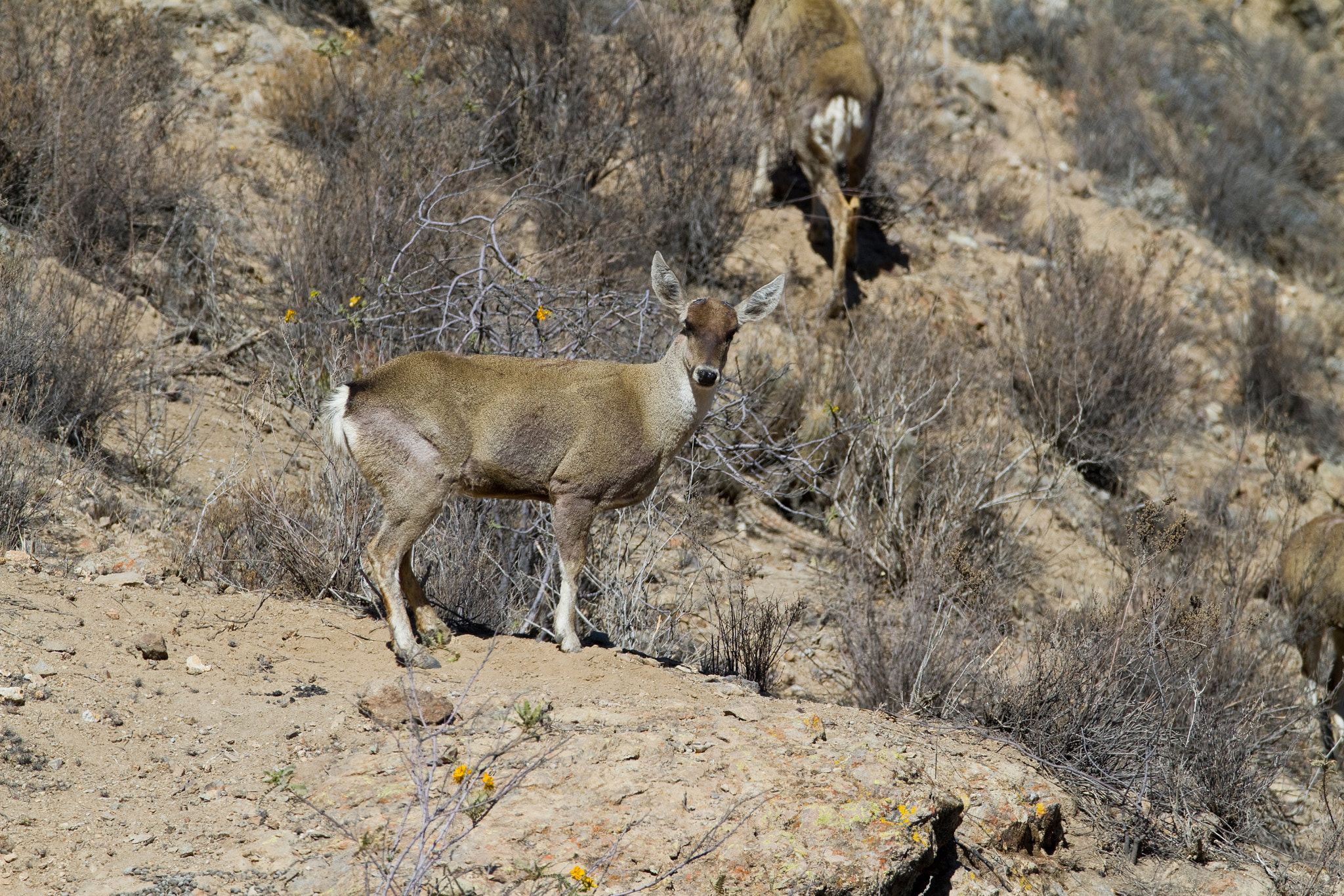 Canon EF 600mm F4L IS USM sample photo. Taruca photography