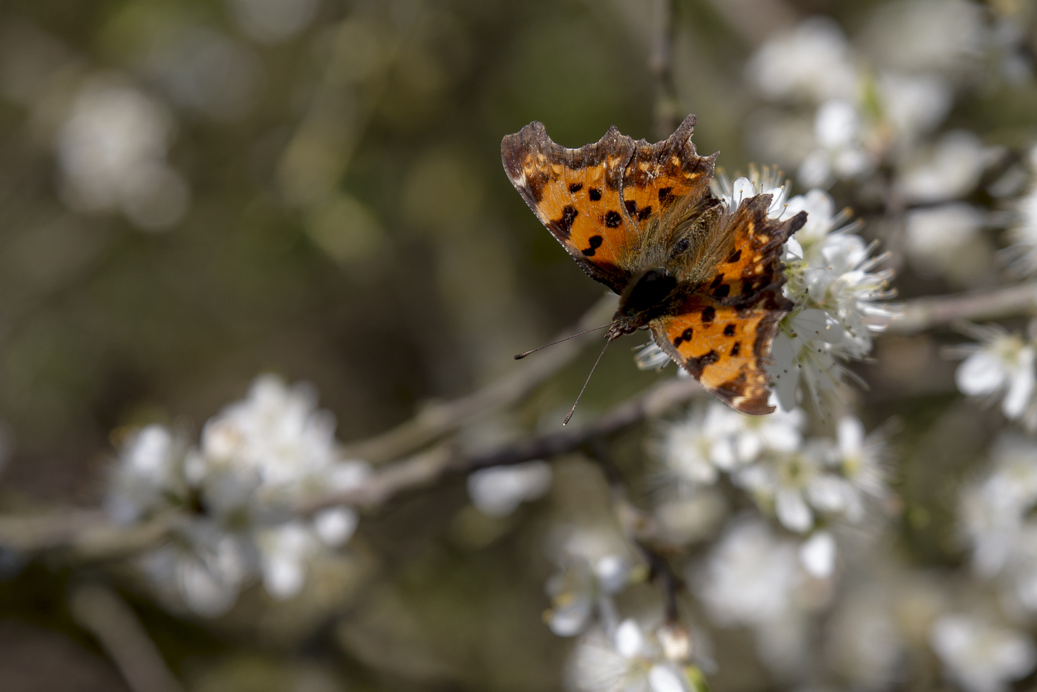 Canon EOS 650D (EOS Rebel T4i / EOS Kiss X6i) + Sigma 24-70mm F2.8 EX DG Macro sample photo. Schmetterling photography