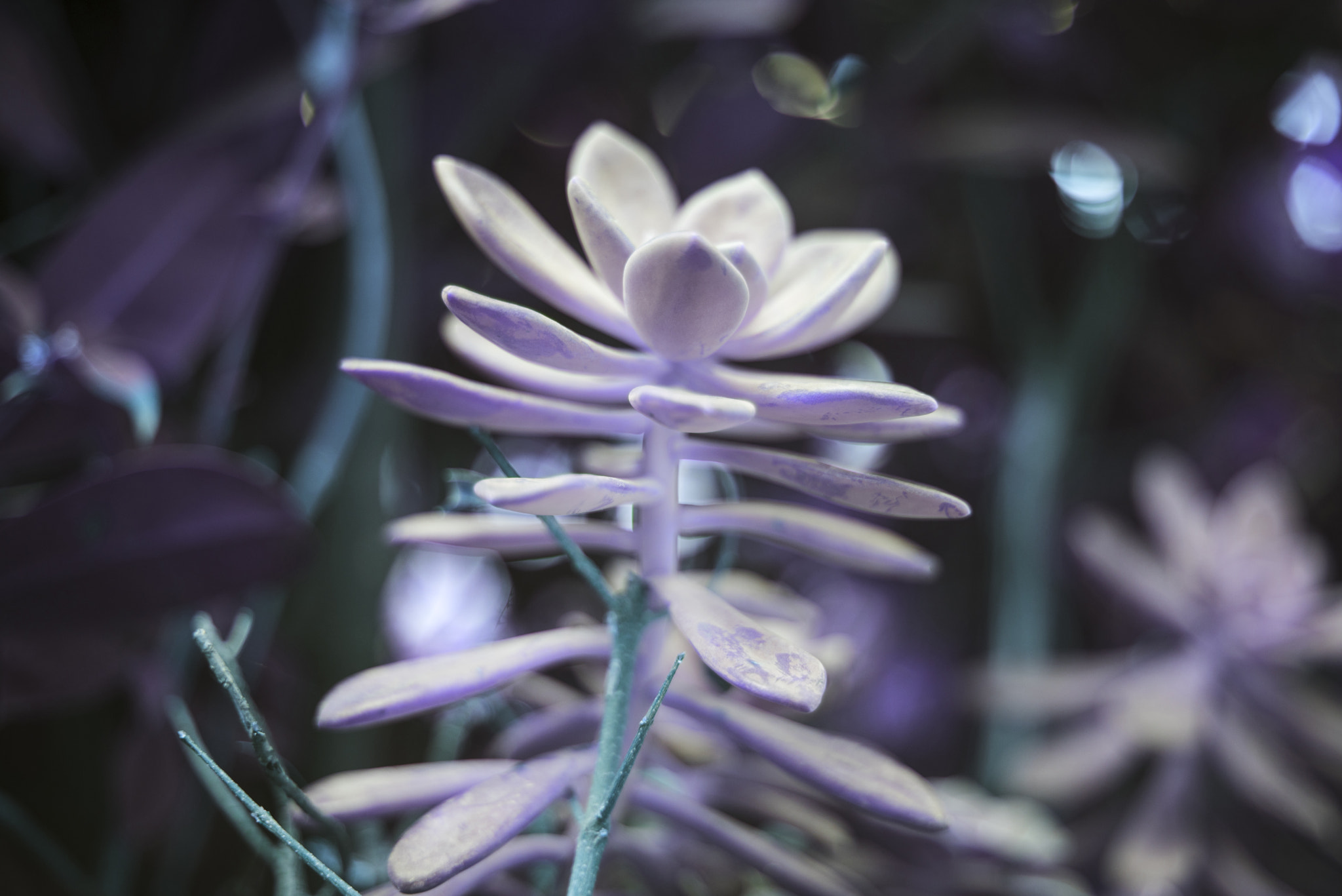 Sony a7R + Canon EF 50mm F1.8 II sample photo. Echeveria photography