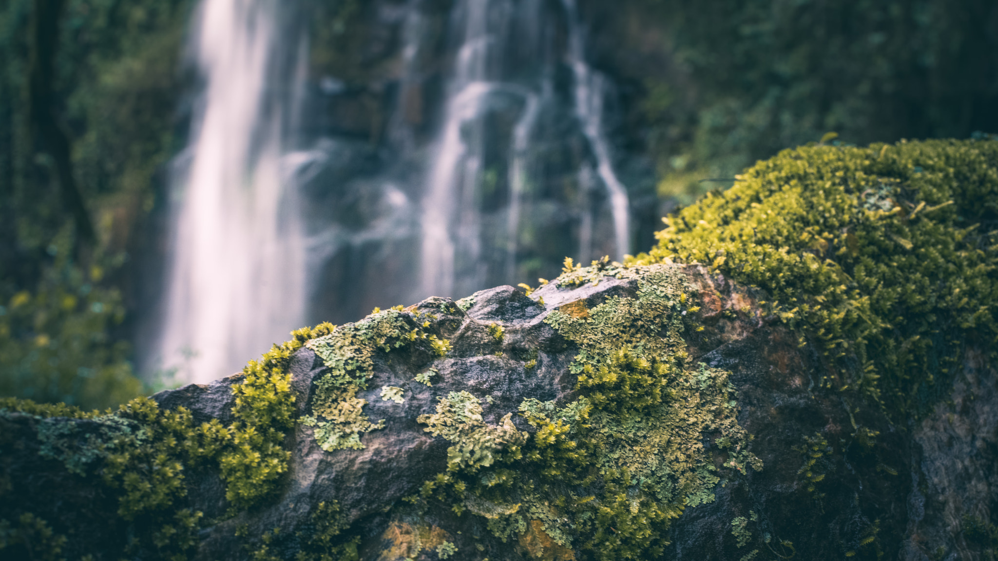 Sony a7R II + Canon EF 50mm F1.2L USM sample photo. Rain forest photography