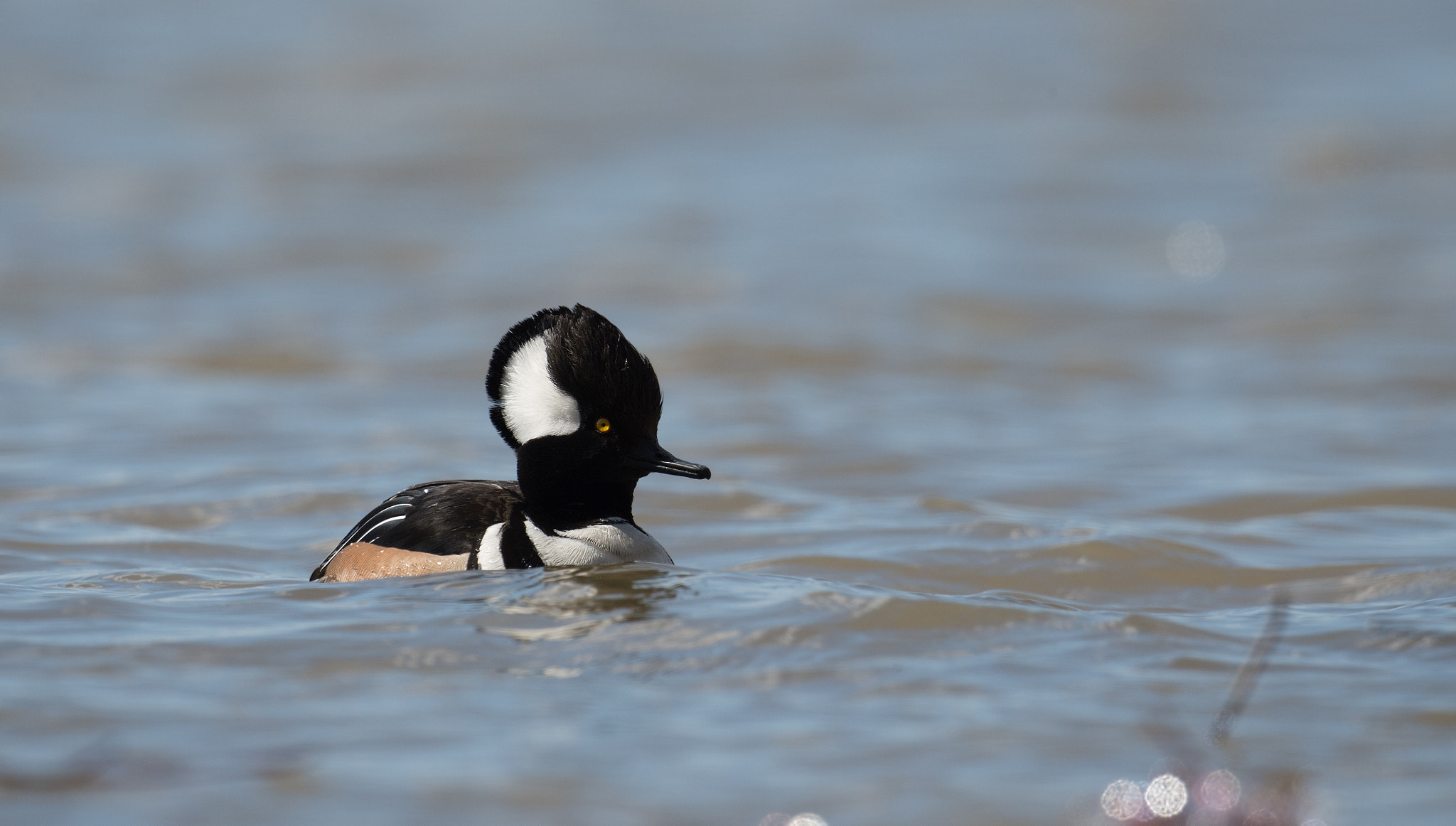 Nikon D4 + Sigma 24-60mm F2.8 EX DG sample photo. Harle couronne - lophodytes cucullatus - hooded merganser photography