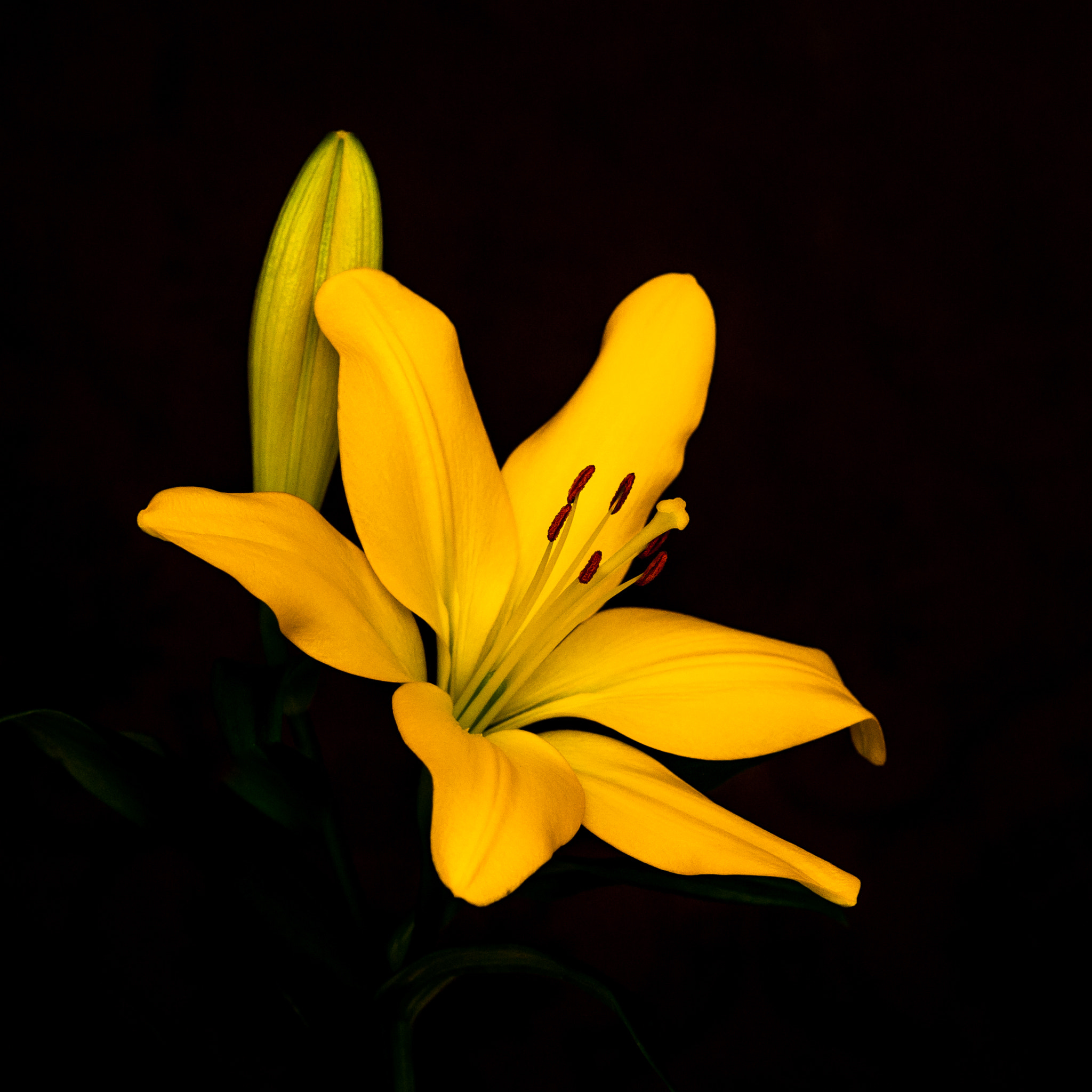 Nikon D3 + Nikon AF Nikkor 85mm F1.8D sample photo. Yellow beauty photography