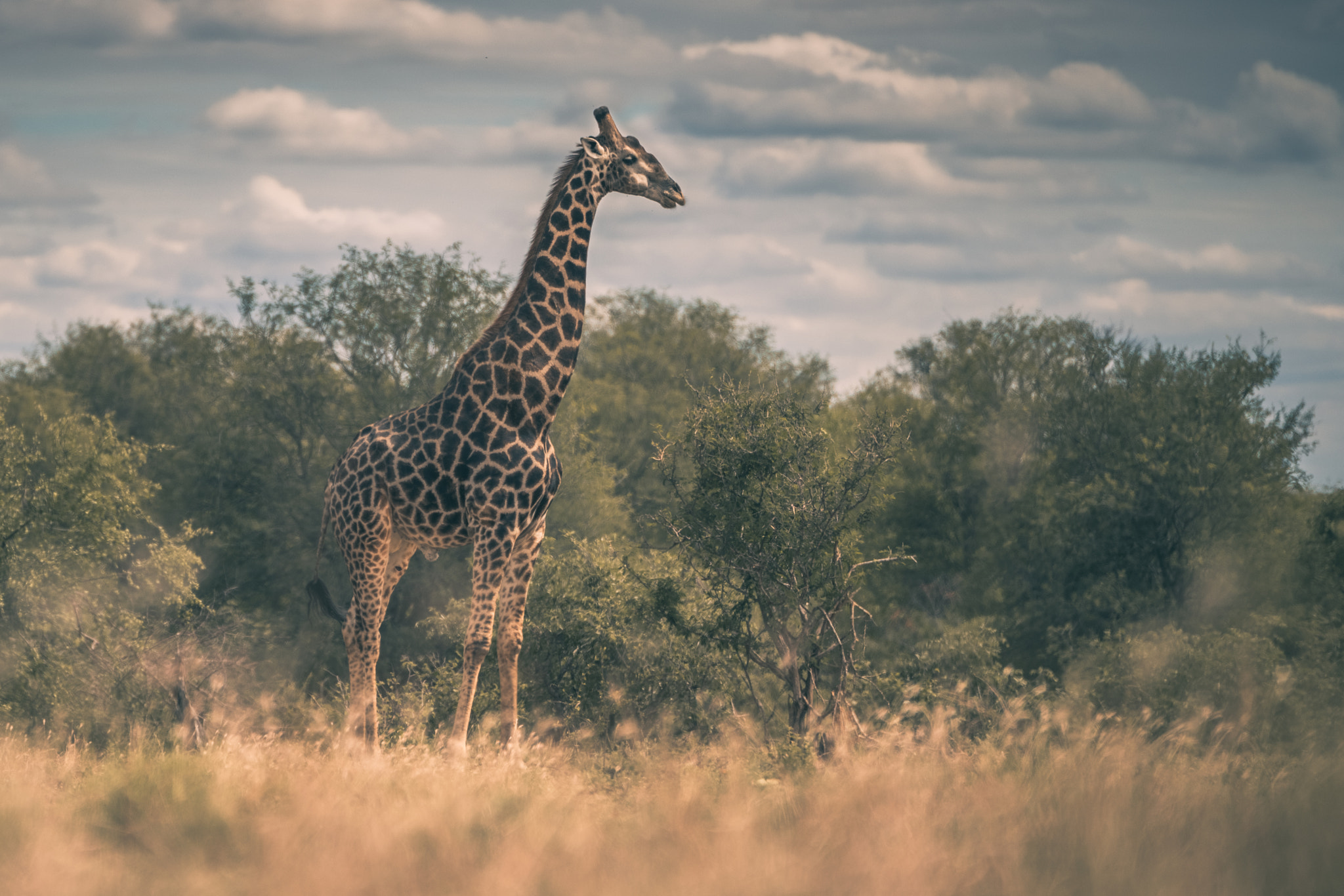 70-200mm F2.8 OSS sample photo. Giraffe at klaserie game reserve photography