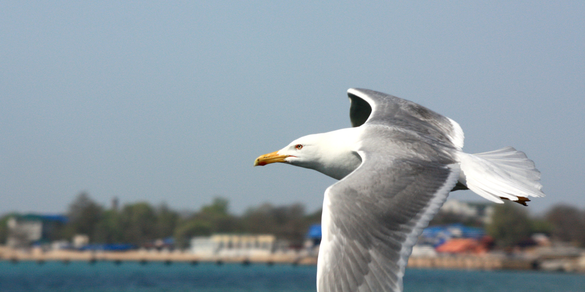 Canon EOS 450D (EOS Rebel XSi / EOS Kiss X2) sample photo. Wings of crimea ii photography