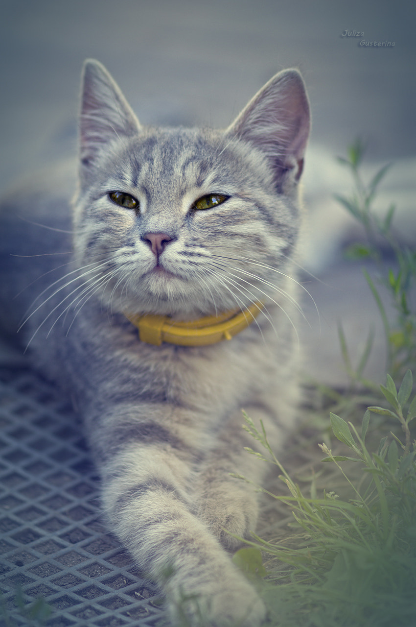 Nikon AF-S Micro-Nikkor 105mm F2.8G IF-ED VR sample photo. Kitten photography