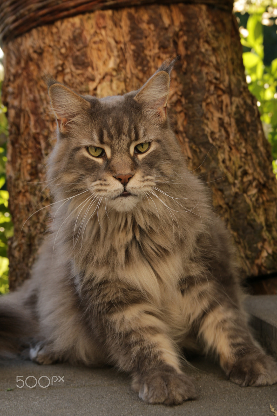 Canon EOS 70D + Sigma 18-50mm f/2.8 Macro sample photo. Maine coon photography