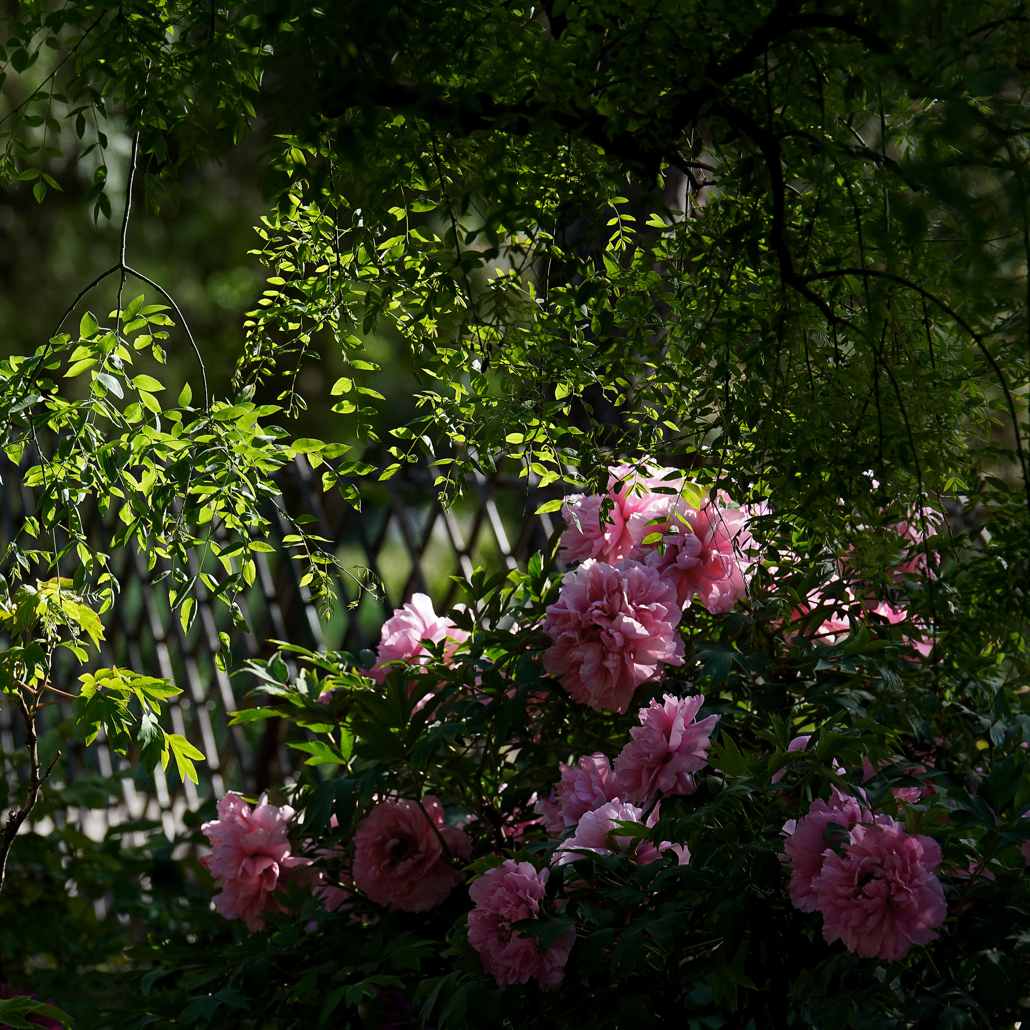 Sony 70-400mm F4-5.6 G SSM II sample photo. 庭院里的牡丹 photography