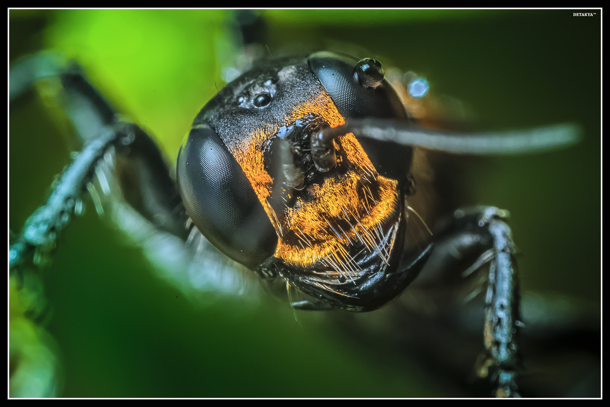 Nikon D750 + AF Micro-Nikkor 105mm f/2.8 sample photo. _dsc7457.jpg photography