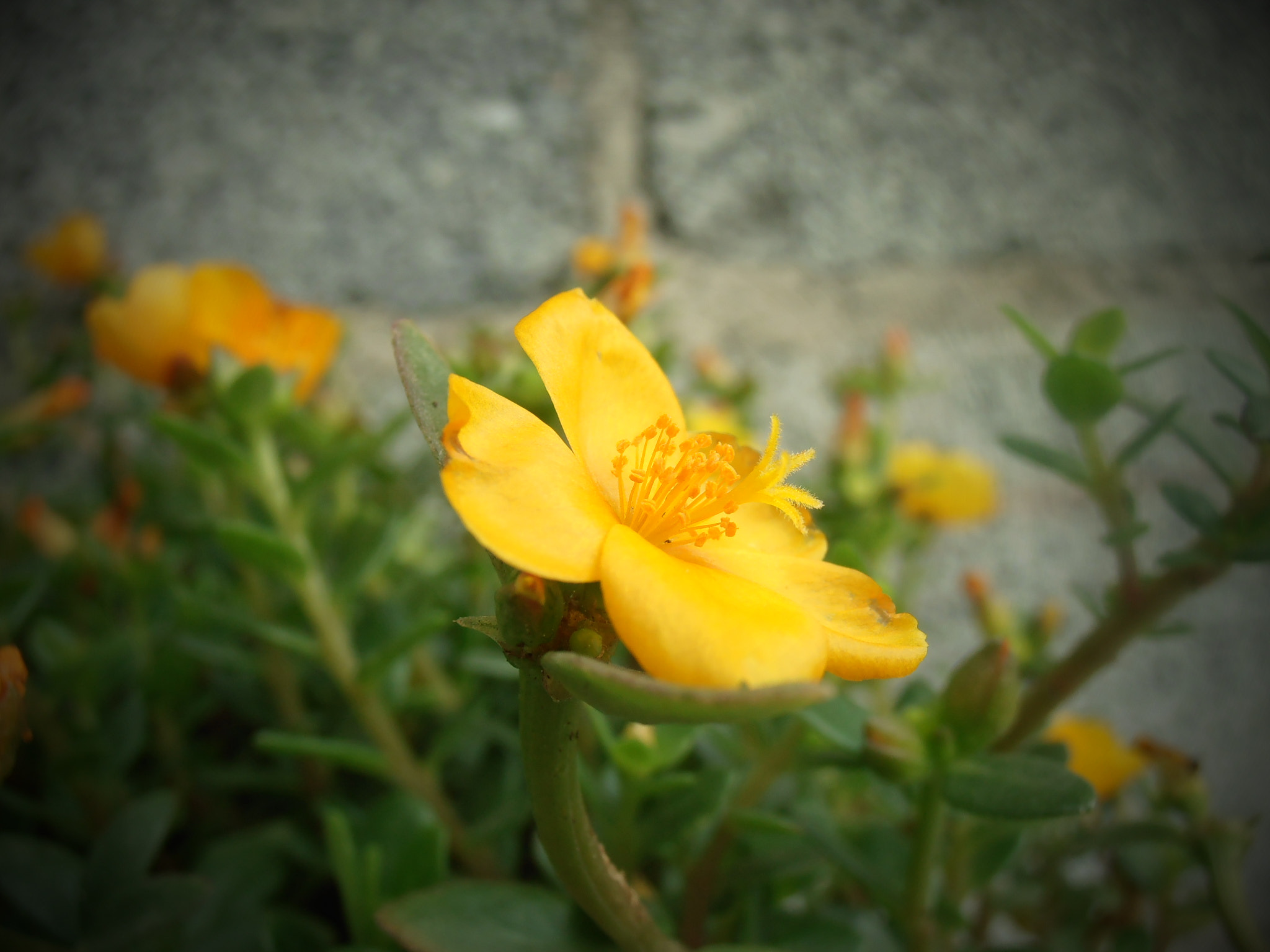 Olympus VR325,VR320,D725 sample photo. Yellow photography