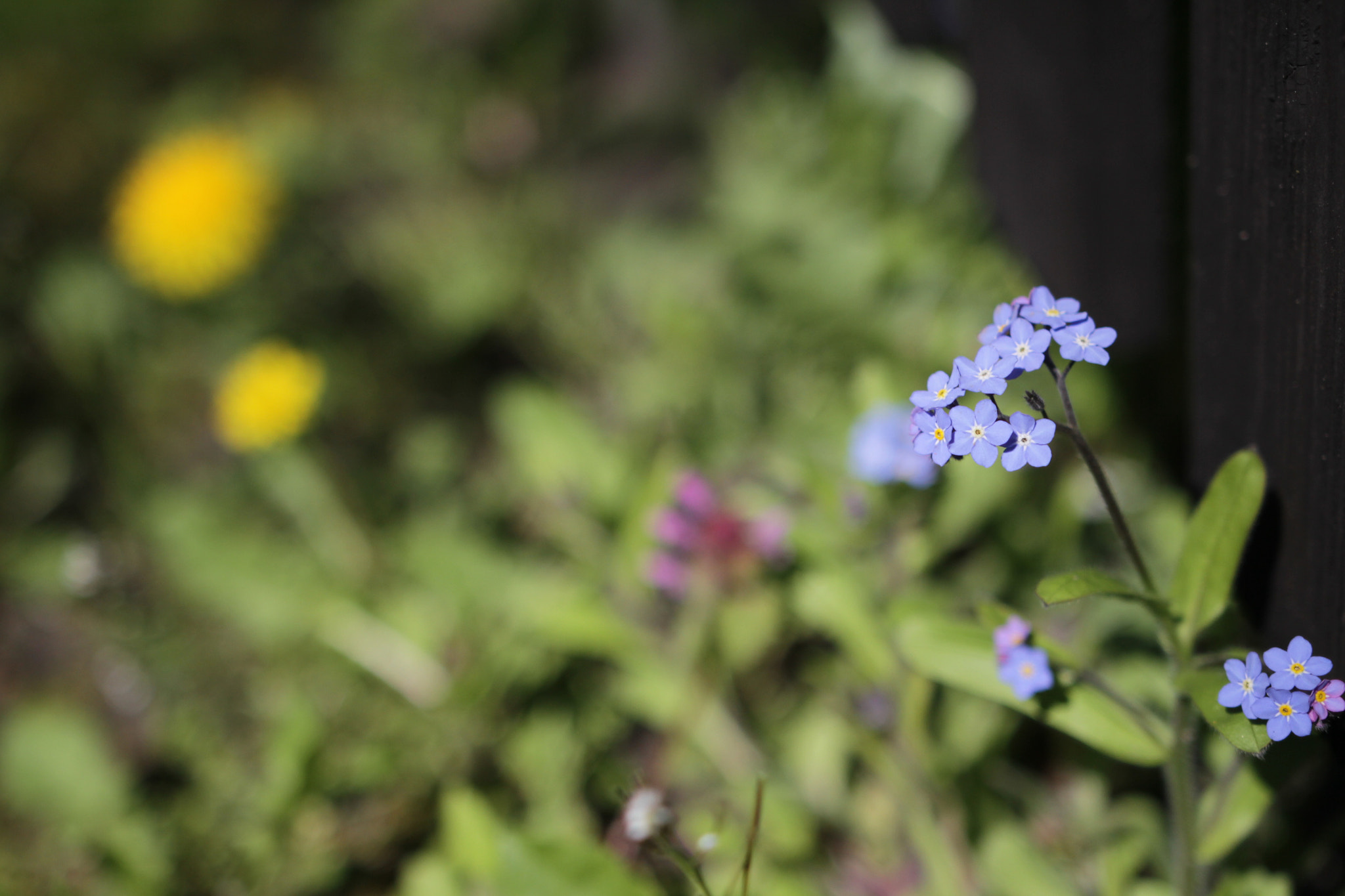 Canon 18-35mm sample photo. Fence with flowers photography