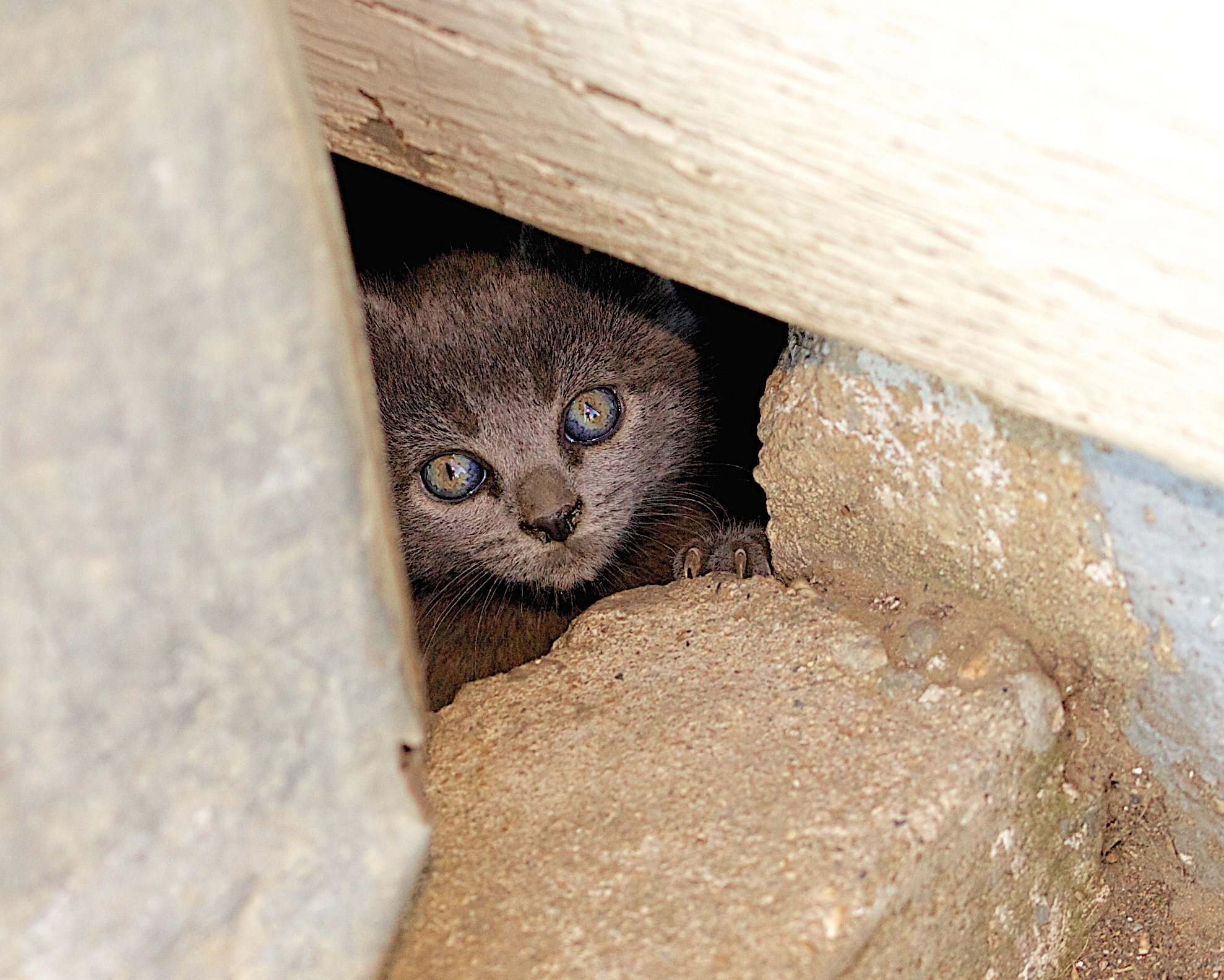 Sigma 105mm F2.8 EX DG OS HSM sample photo. Feral kitten photography