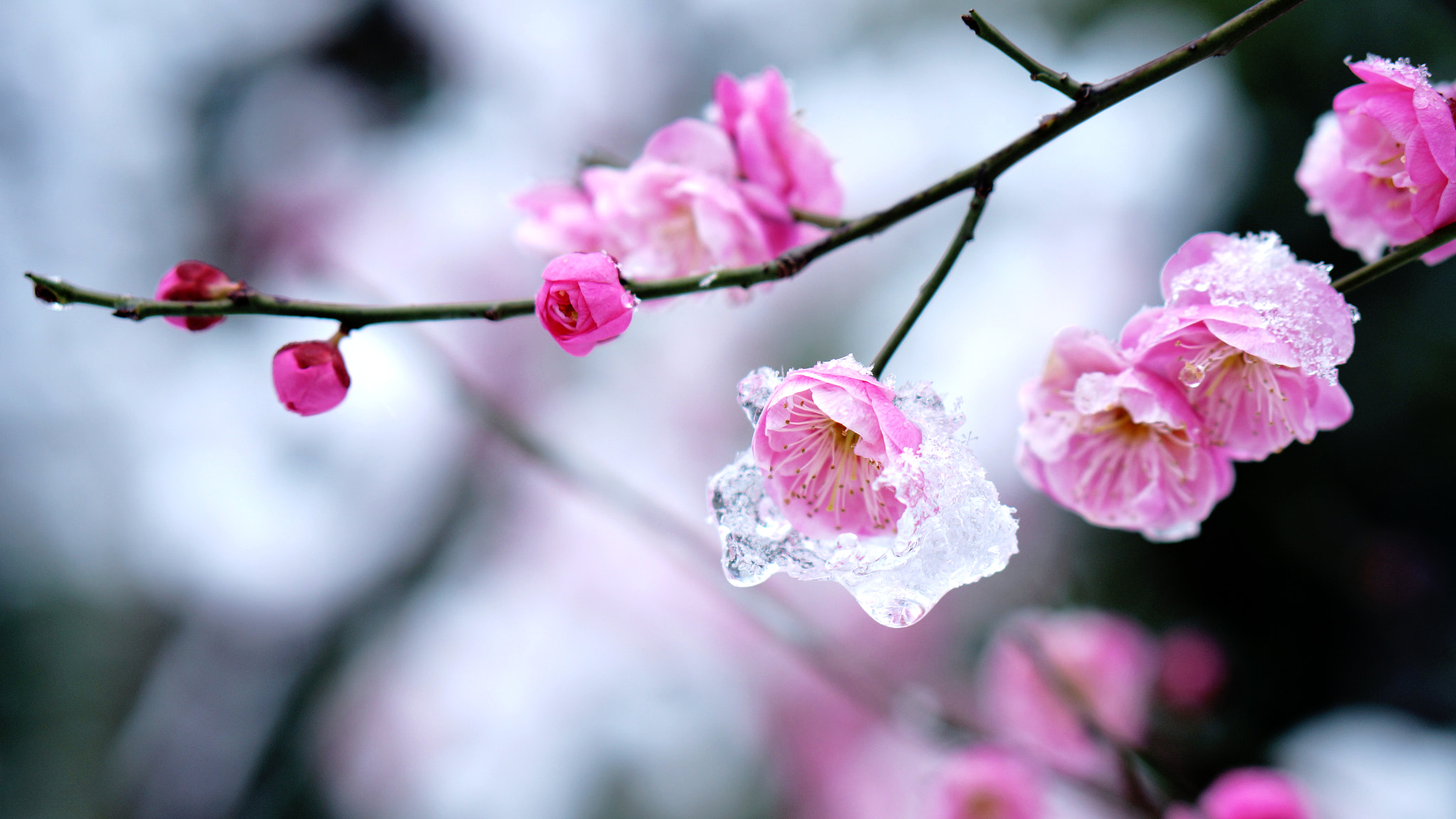 Sony Alpha NEX-F3 + E 50mm F1.8 OSS sample photo. 雪&花 photography