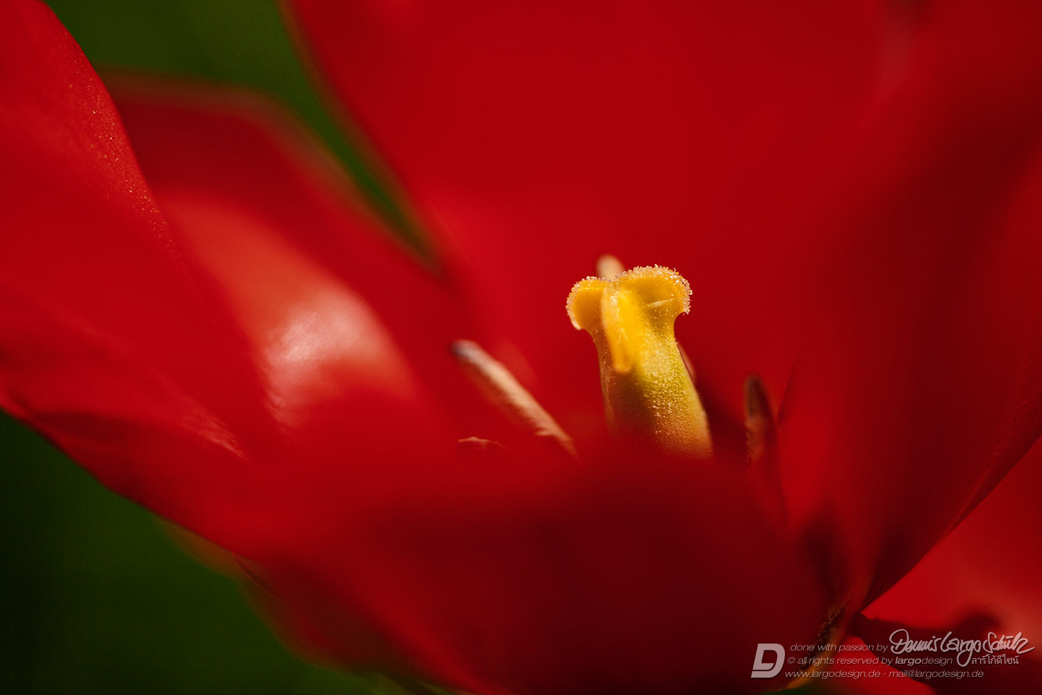 Canon EF 180mm F3.5L Macro USM sample photo. Red embracement photography