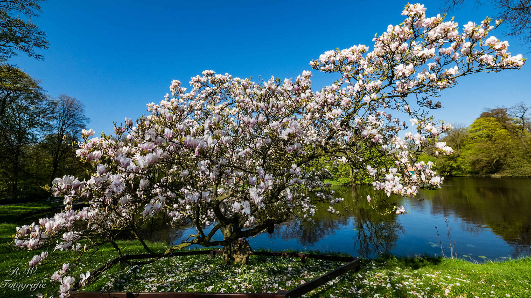 Panasonic Lumix DMC-GM1 + Panasonic Lumix G Vario 7-14mm F4 ASPH sample photo. Magnolie photography