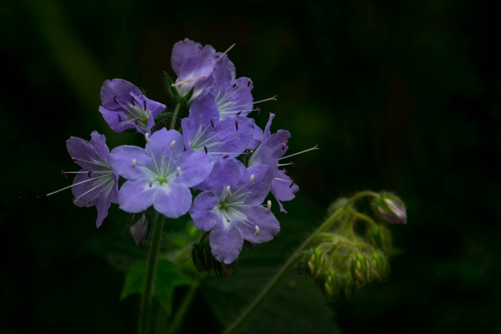 XF100-400mmF4.5-5.6 R LM OIS WR + 1.4x sample photo. Spring blue photography