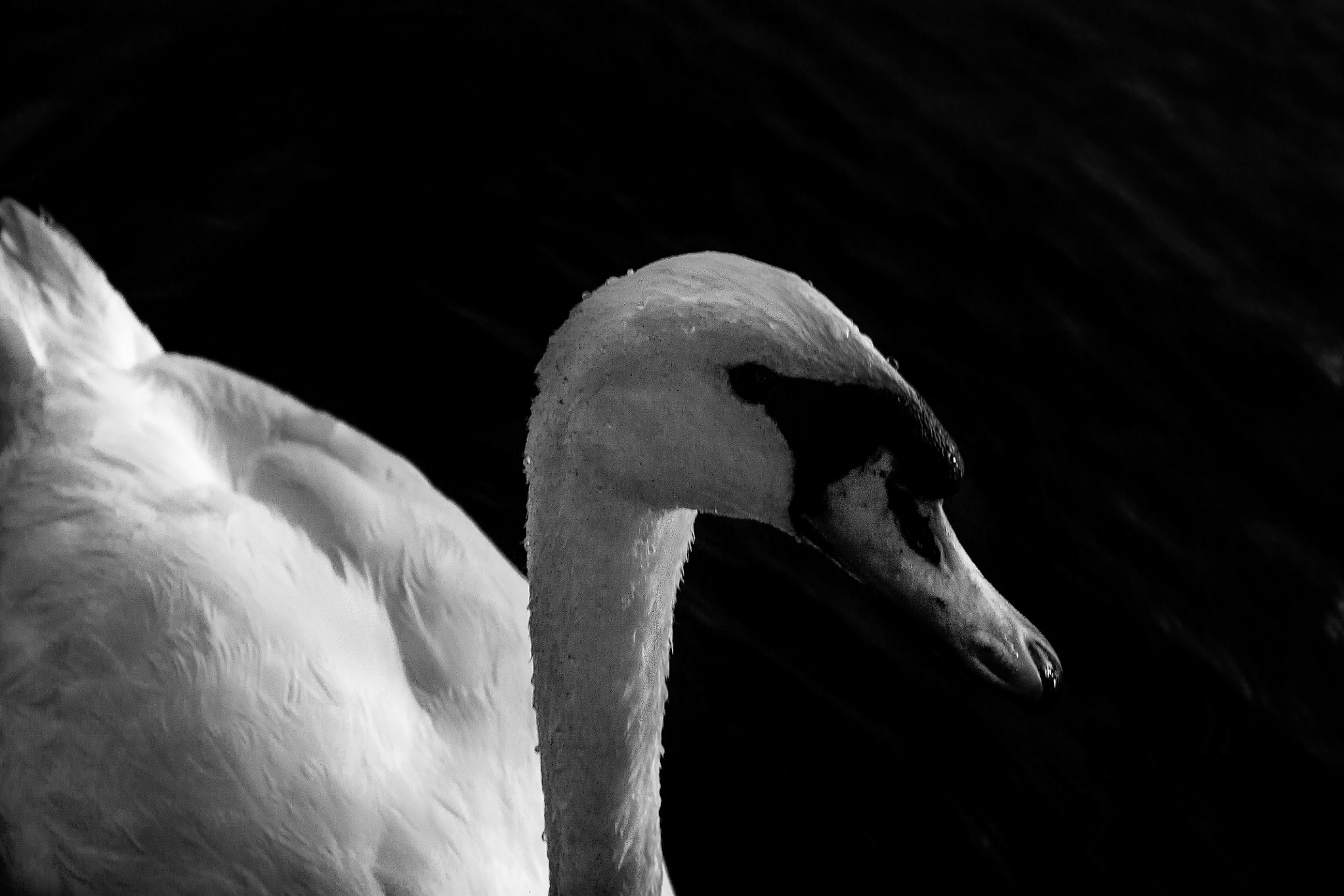 Canon EOS 450D (EOS Rebel XSi / EOS Kiss X2) sample photo. White swan photography