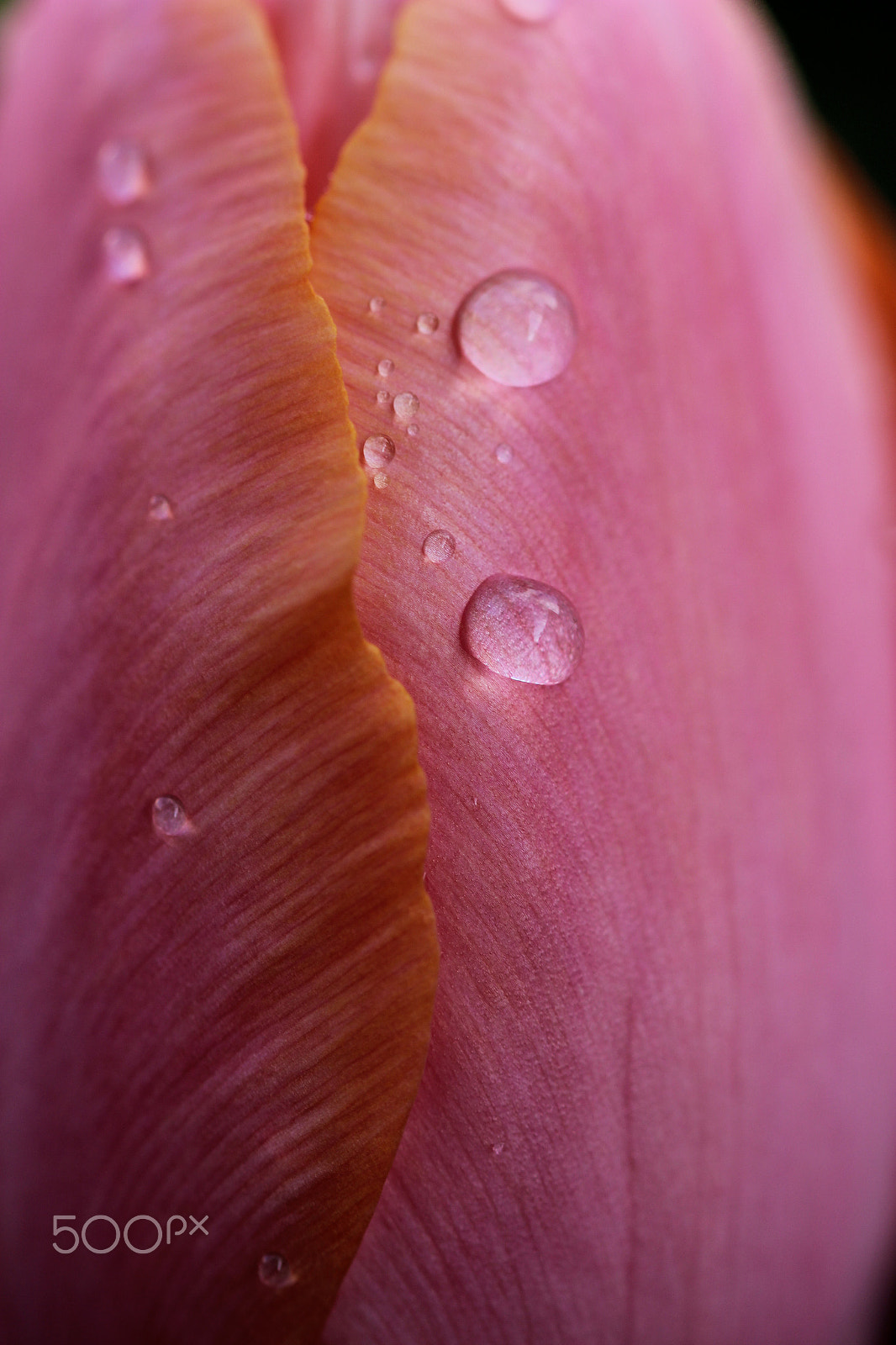 Sigma 105mm F2.8 EX DG OS HSM sample photo. Two drops photography