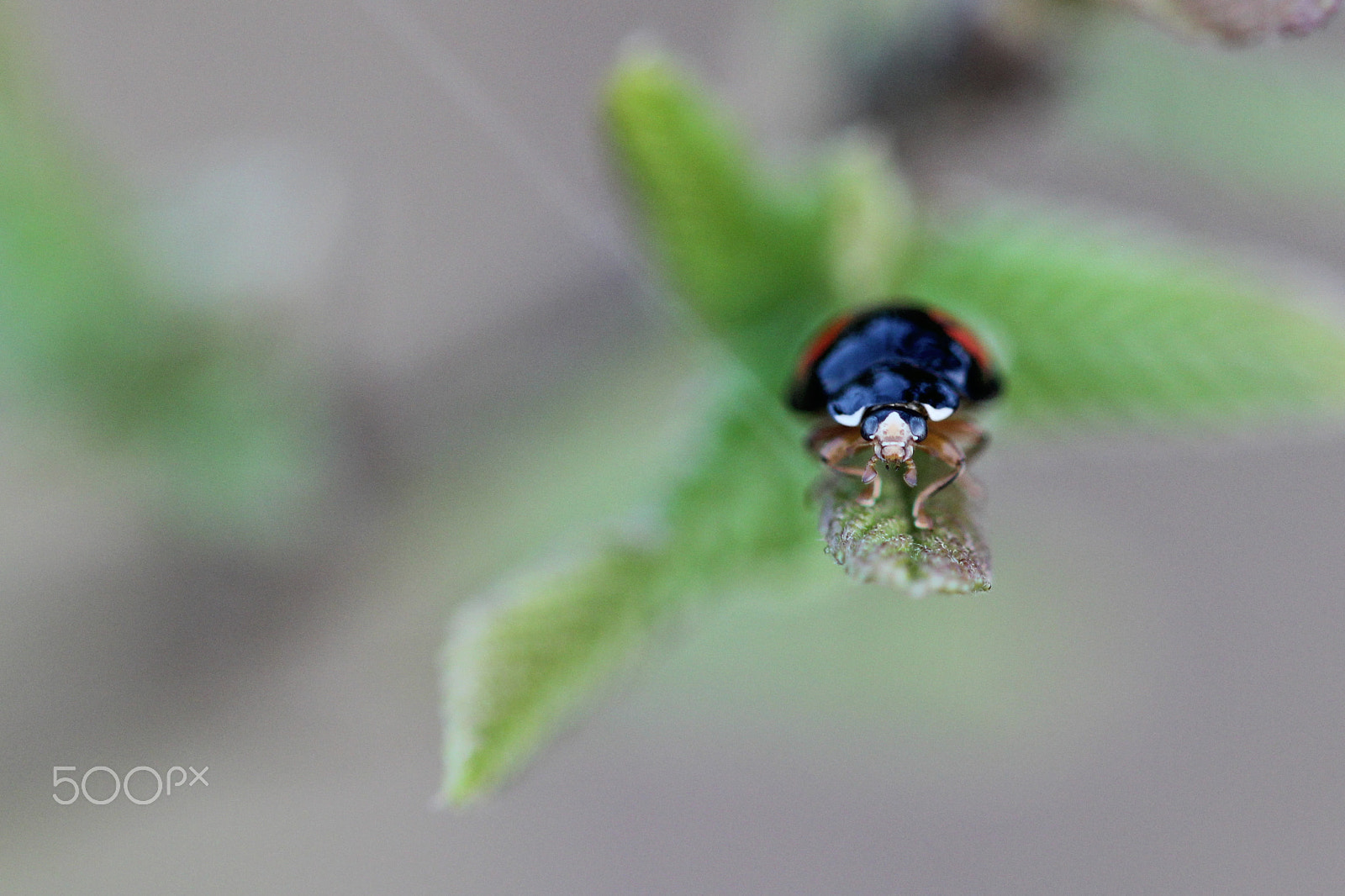 Sigma 105mm F2.8 EX DG OS HSM sample photo. Precipice photography
