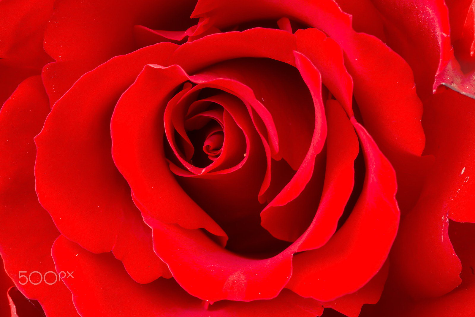 Nikon D800E + Nikon AF Micro-Nikkor 60mm F2.8D sample photo. Red rose photography