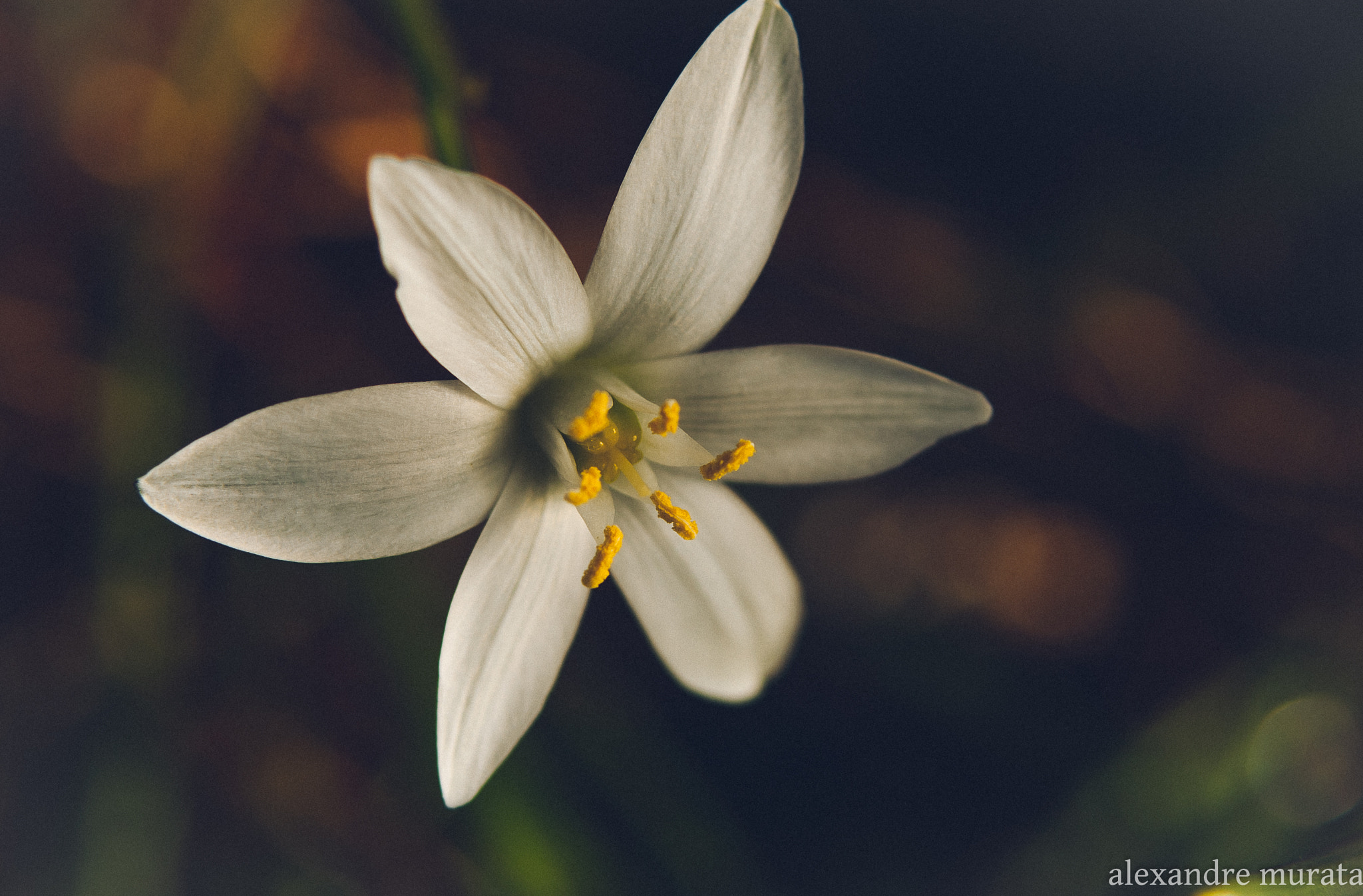 AF Zoom-Nikkor 28-80mm f/3.5-5.6D sample photo