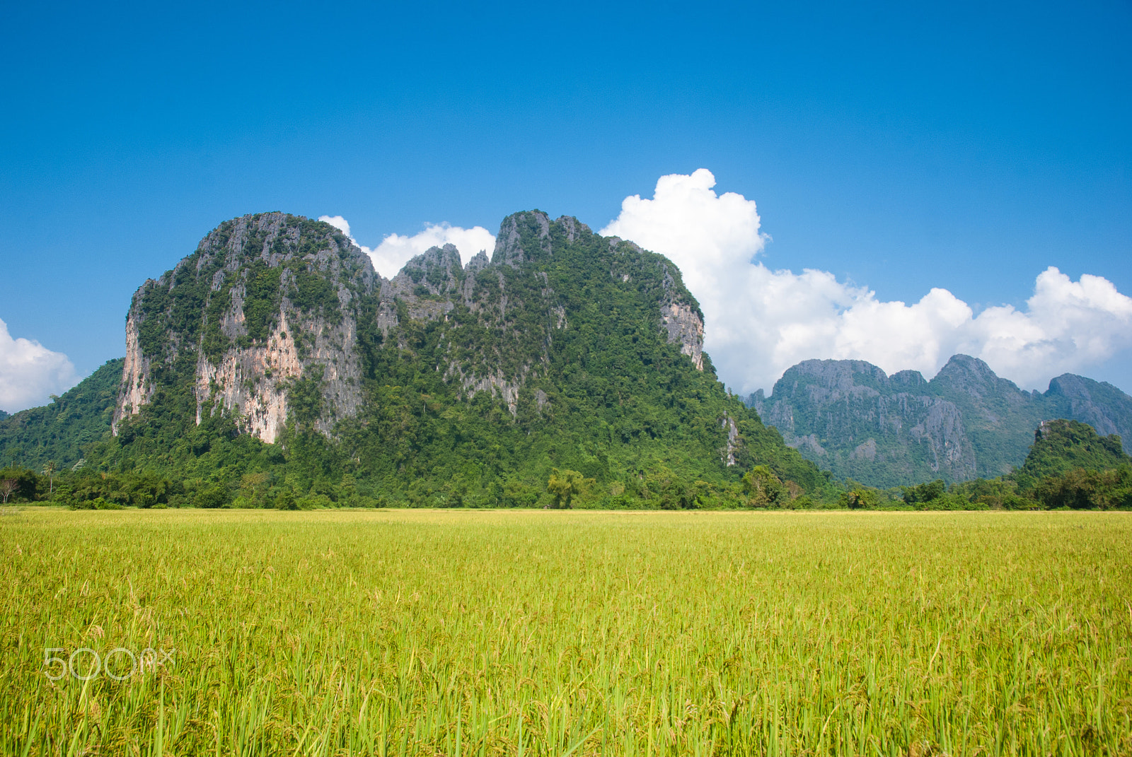 Nikon D60 sample photo. Rice field with mountain background photography