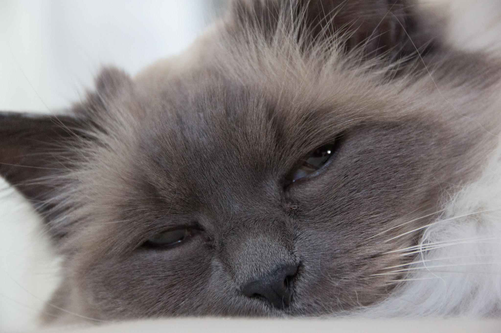 Tamron 18-270mm F3.5-6.3 Di II PZD sample photo. Chessie photography