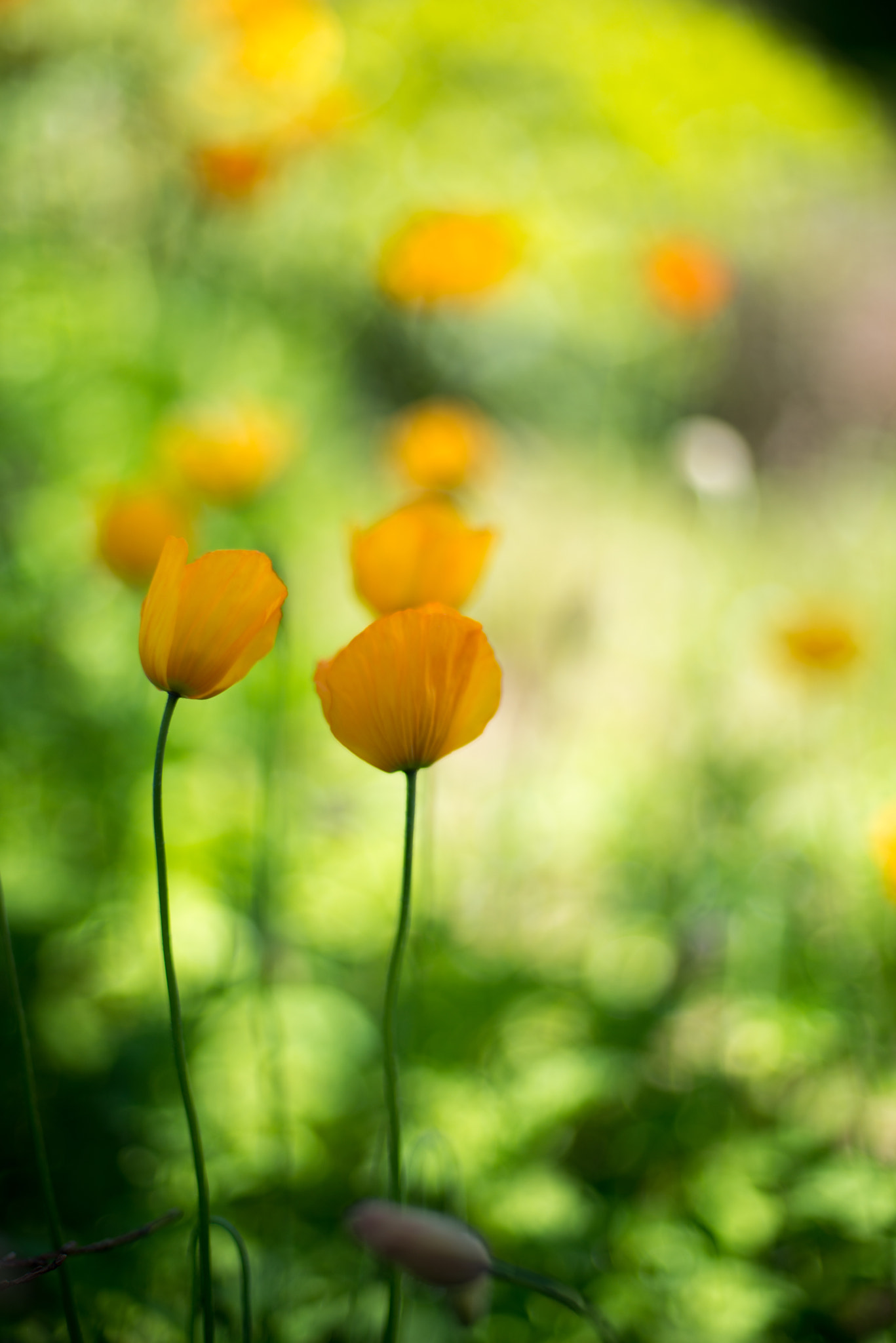 Nikon D800E + Nikon AF Nikkor 50mm F1.4D sample photo. Botanic garden photography